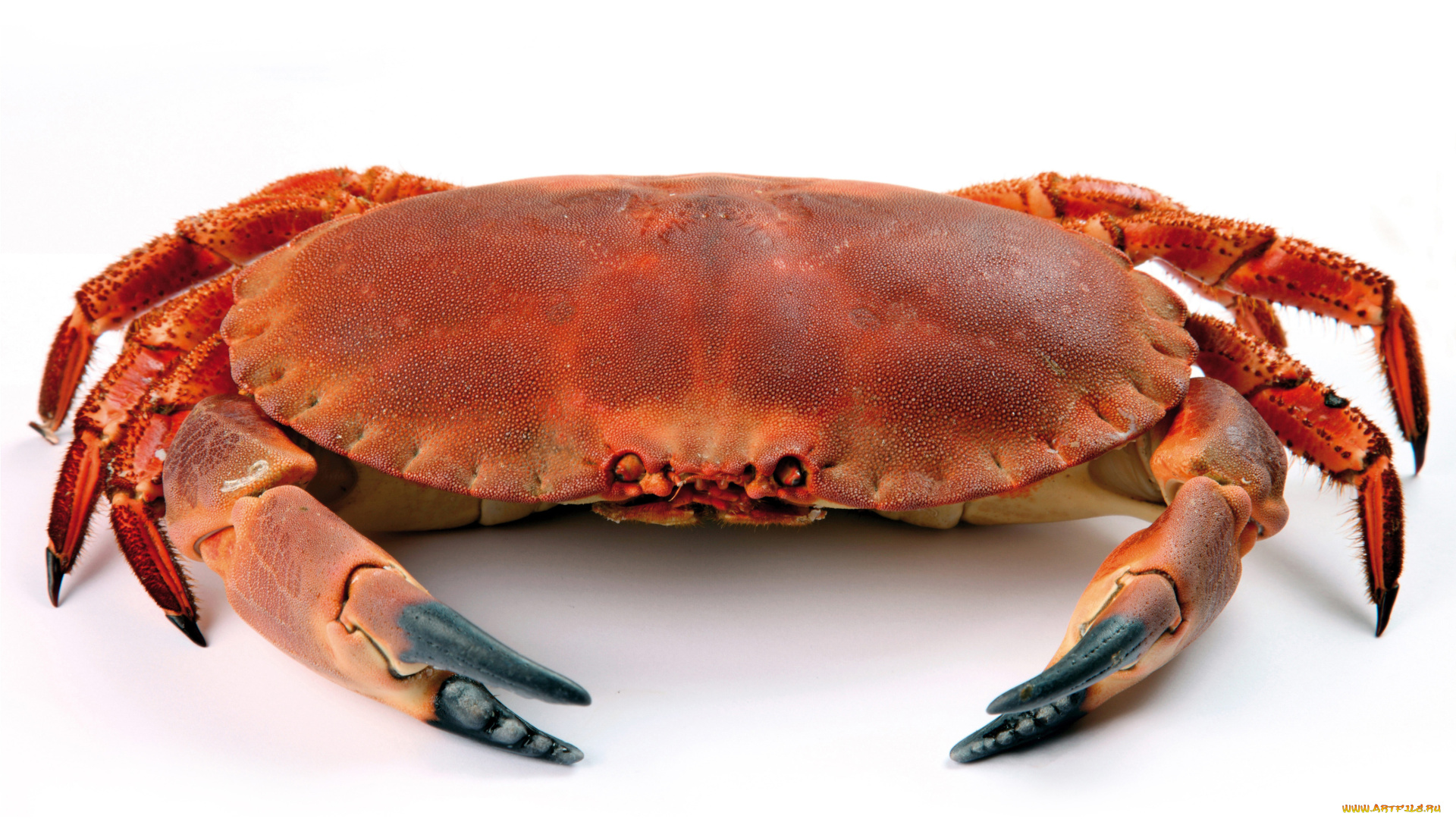 животные, крабы, , раки, crab