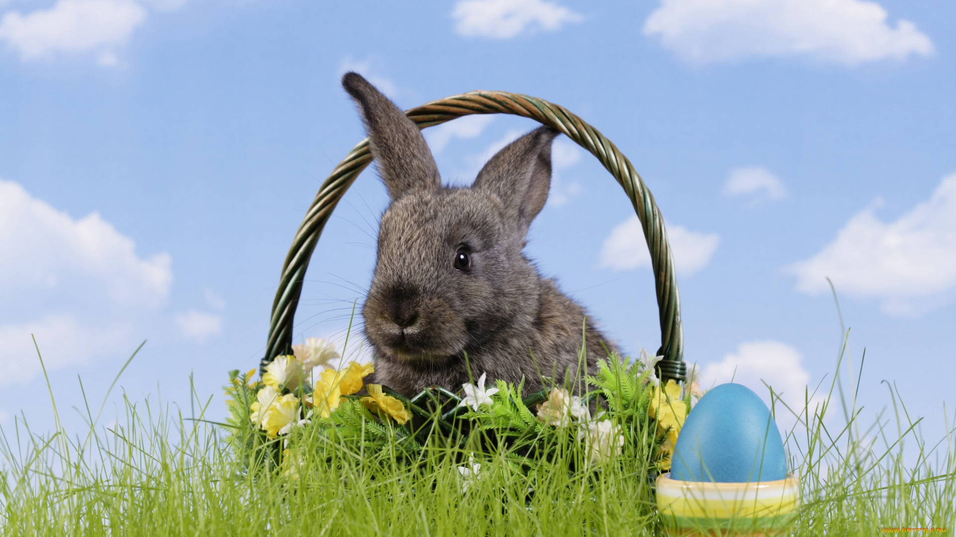 животные, кролики, , зайцы, корзина, яйцо, трава, easter, цветы, пасха, кролик