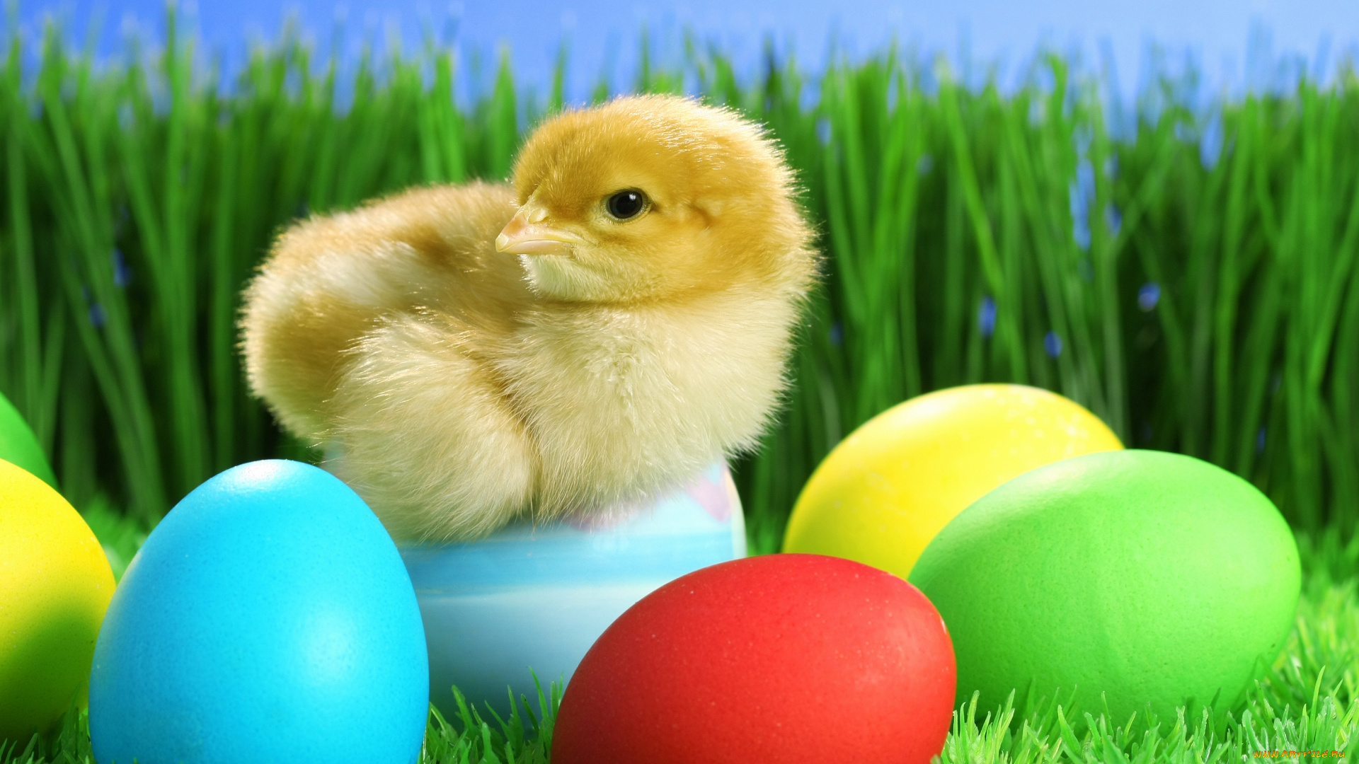 животные, куры, , петухи, трава, яйцо, easter, пасха, цыплёнок