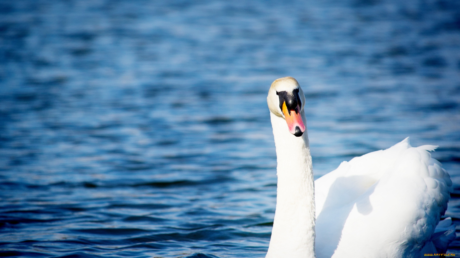 животные, лебеди, грация, белый, рябь, вода
