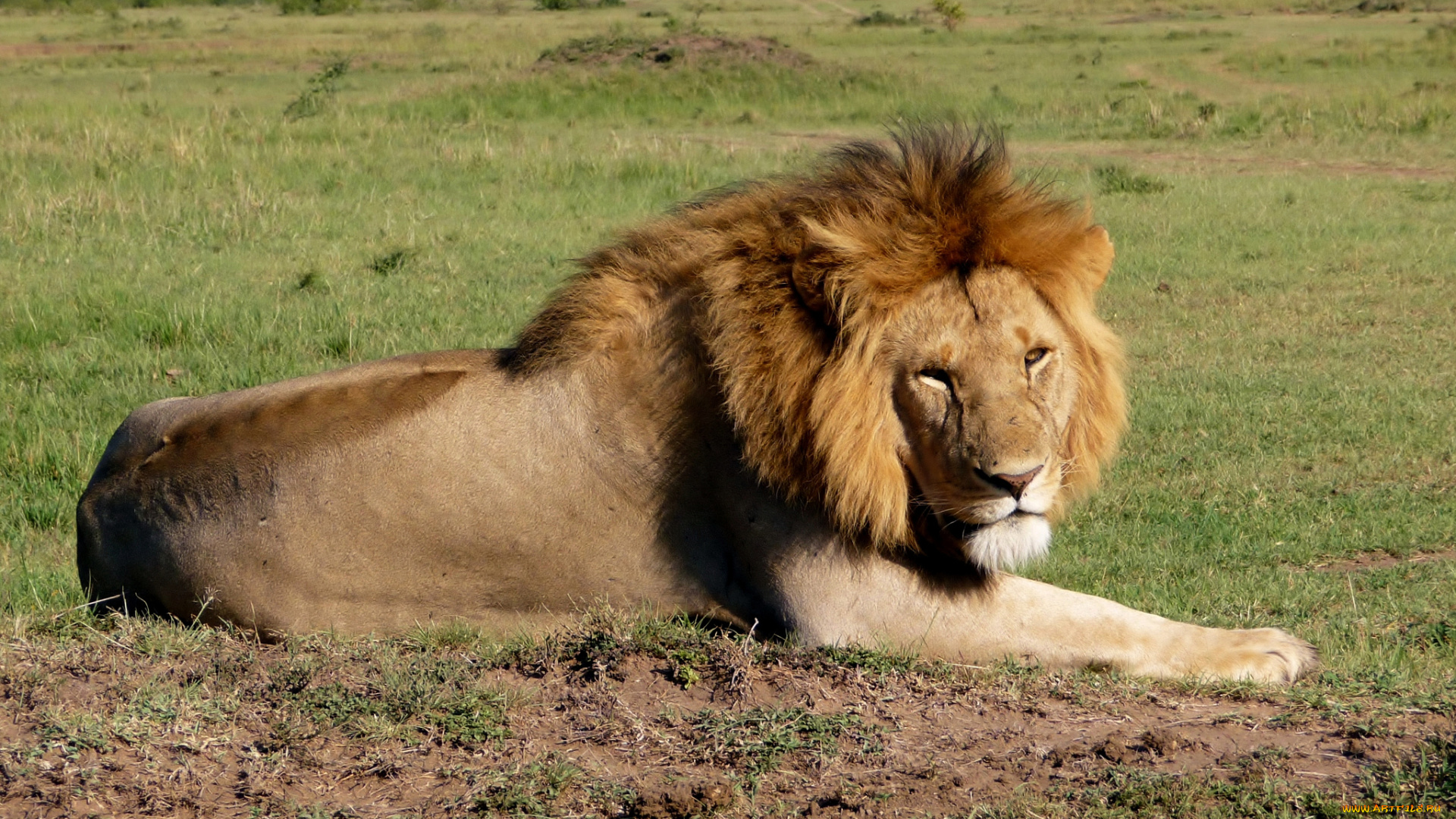 животные, львы, взгляд, грива, лев, саванна