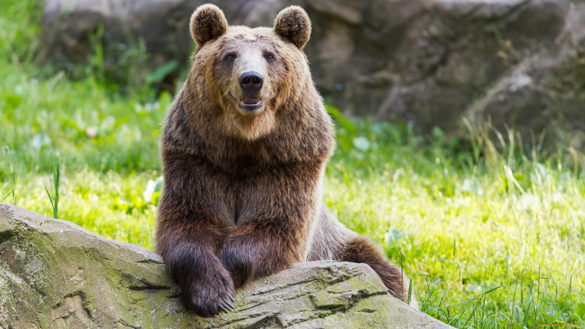 животные, медведи, взгляд, косолапый, валун