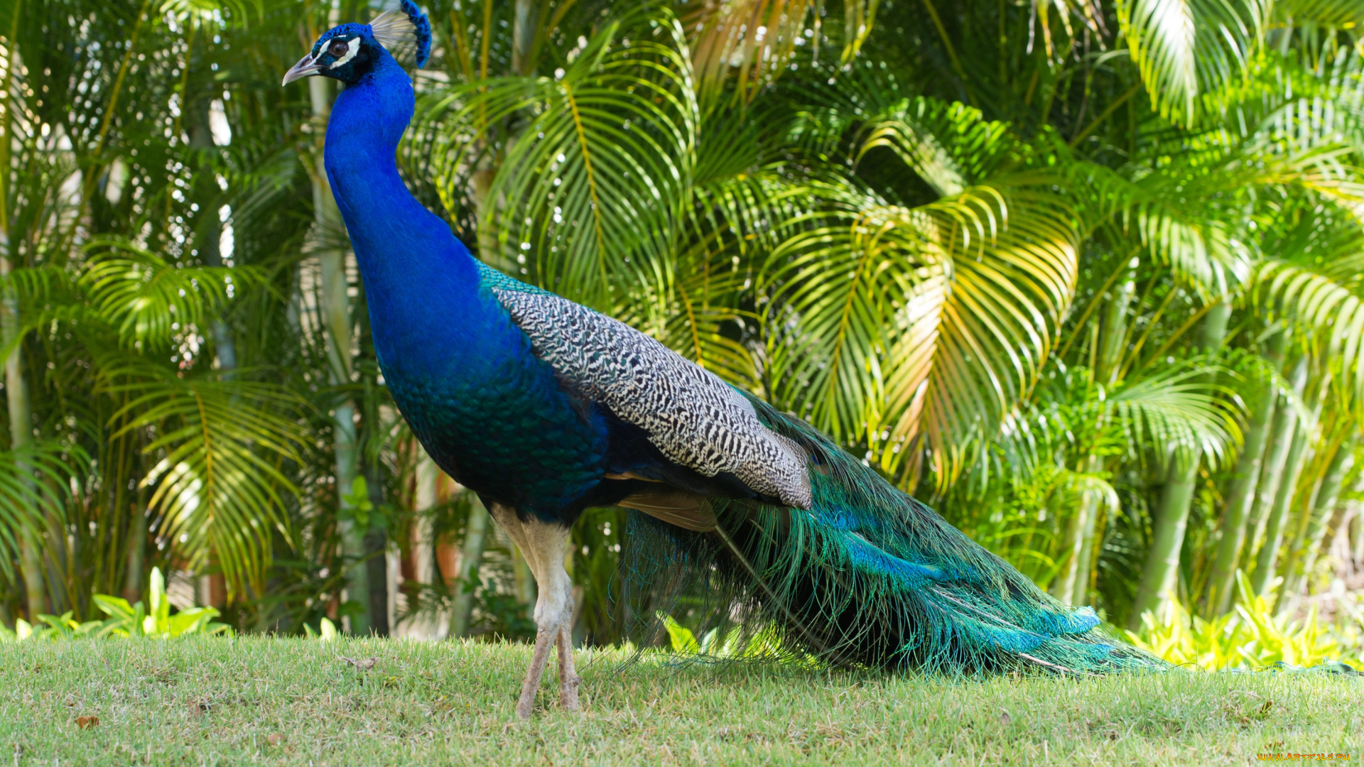животные, павлины, павлин, трава, деревья