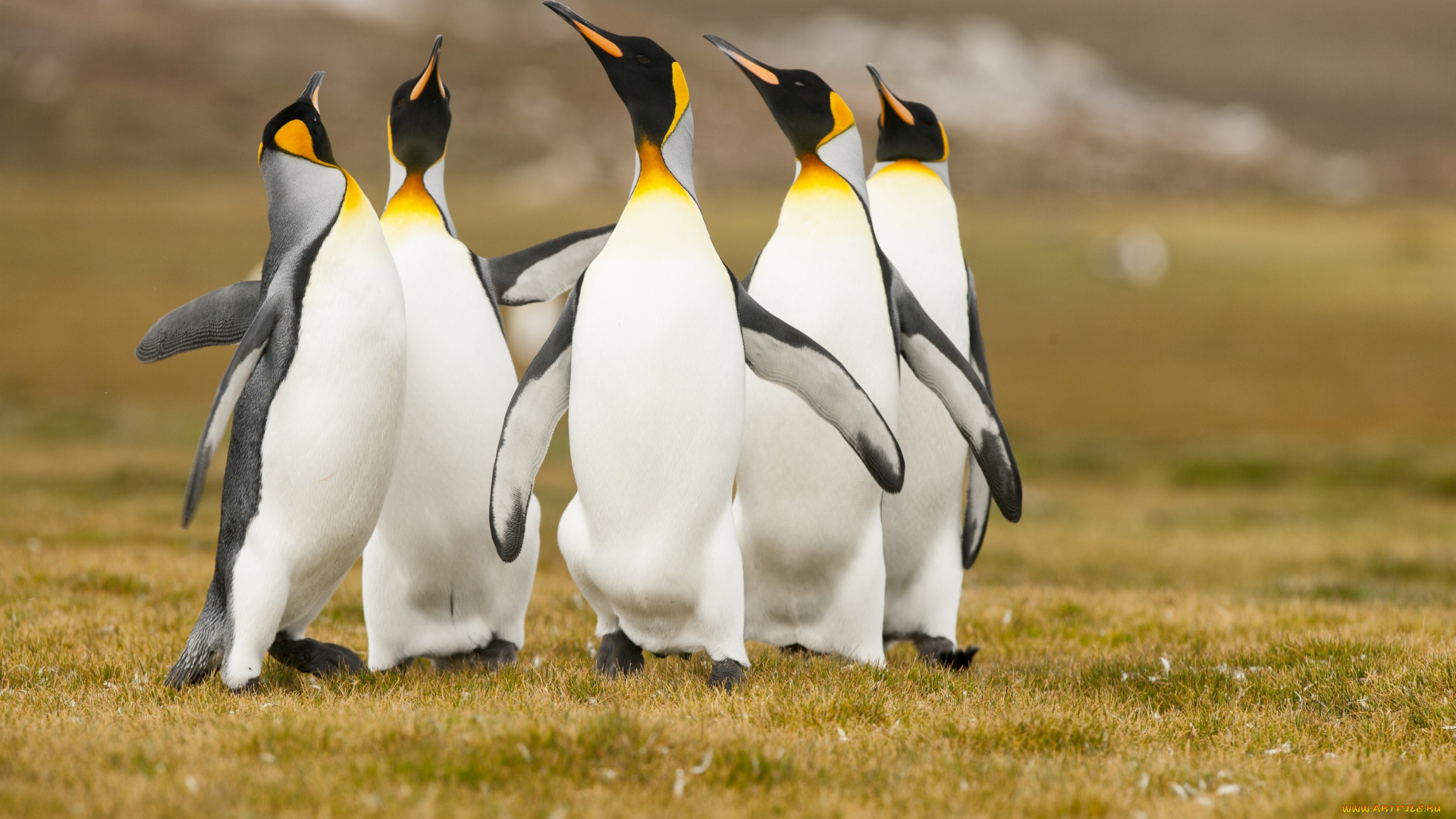 животные, пингвины, трава, поле