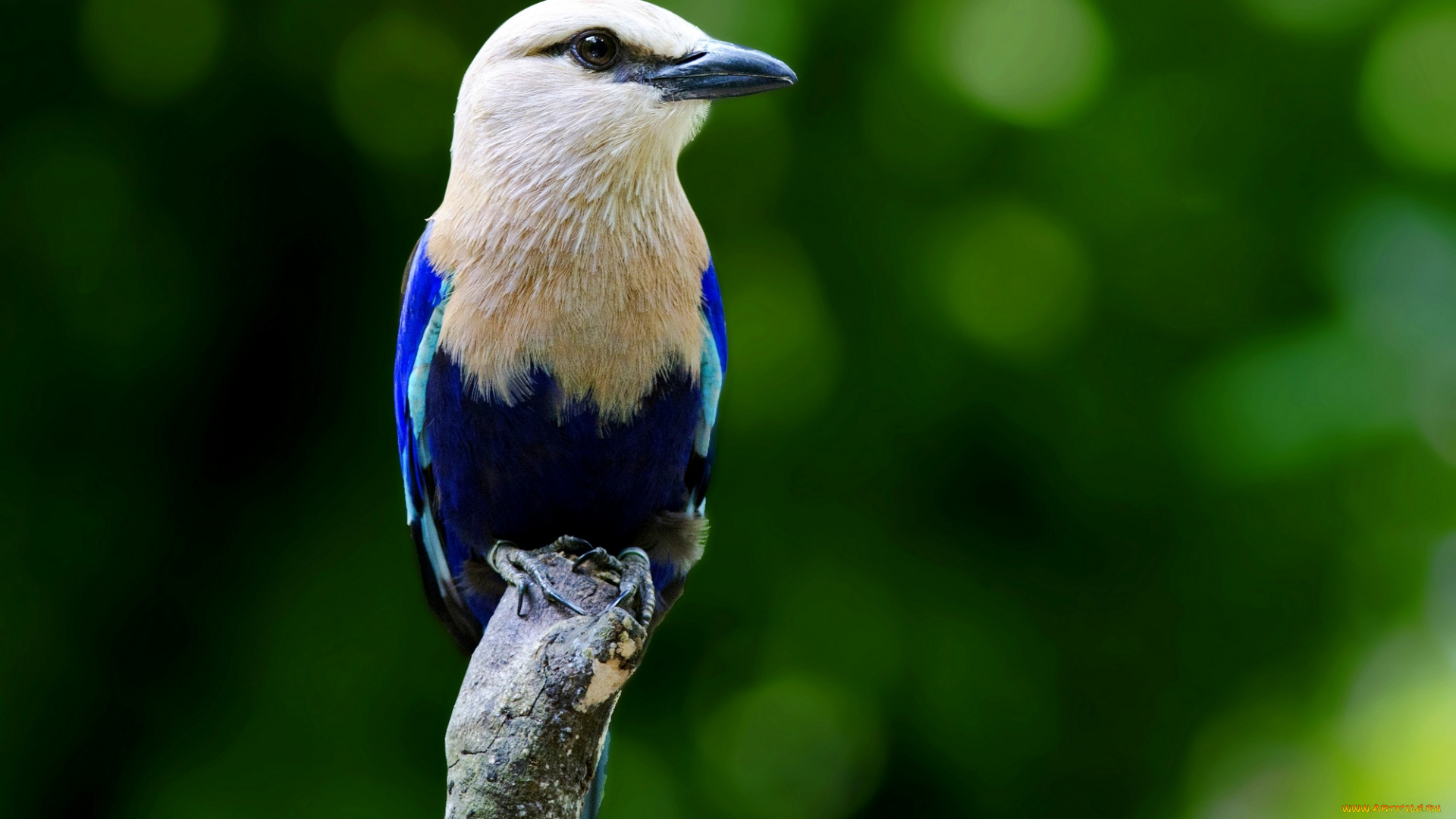 животные, птицы, ветка, птица, окрас