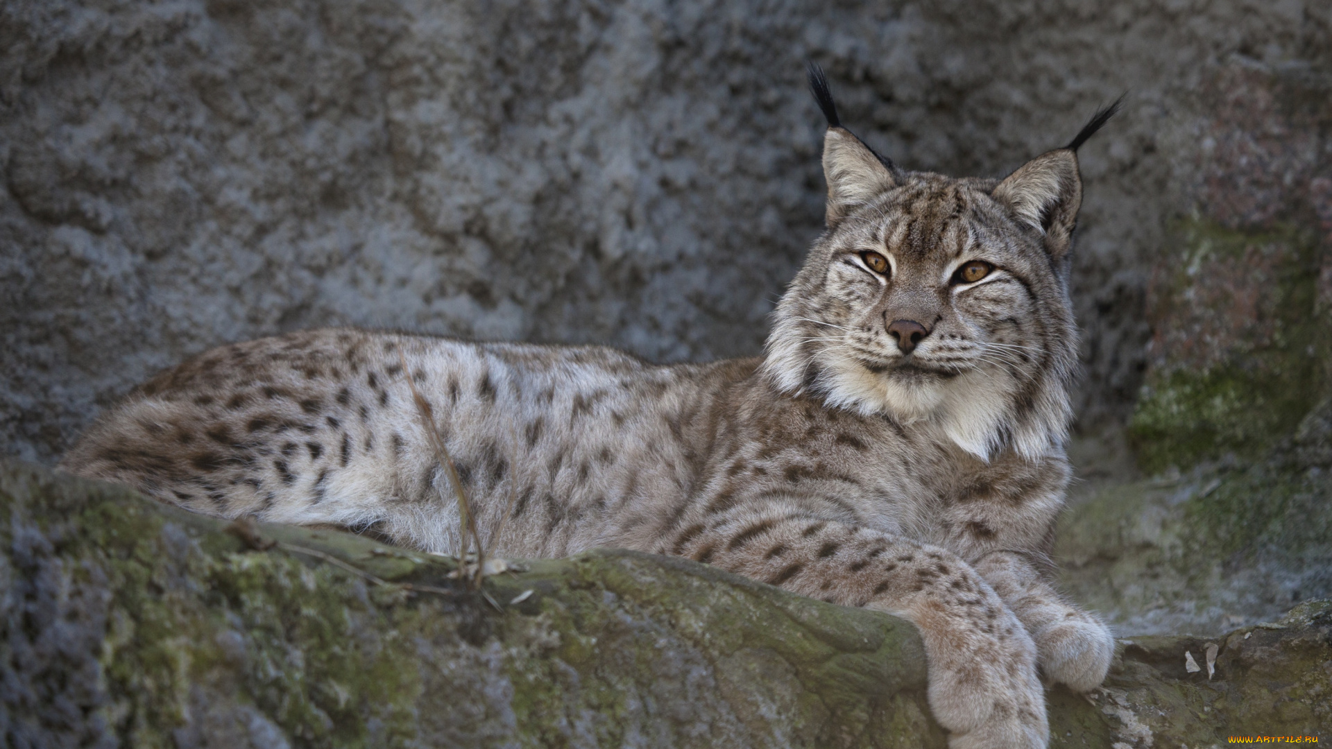 животные, рыси, кошка