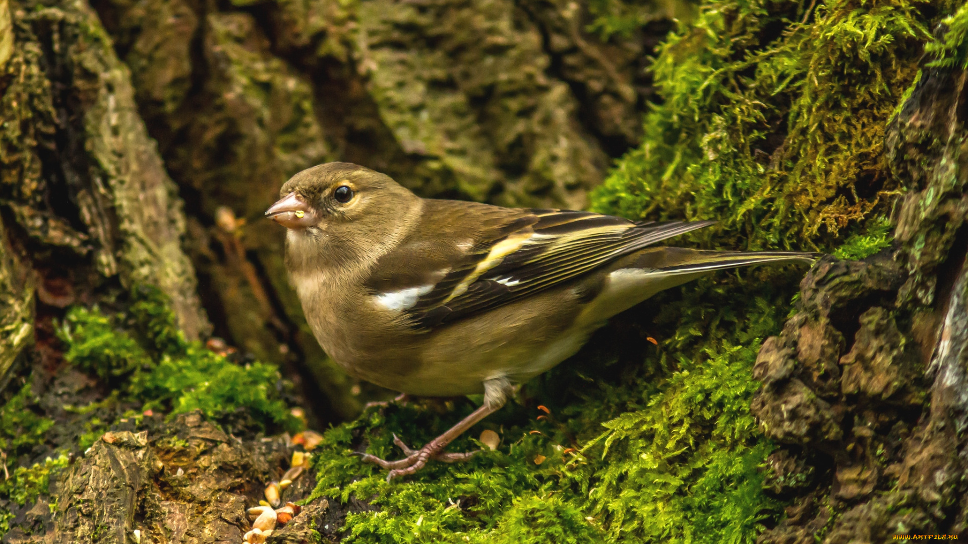 животные, щеглы, , чижи, птичка