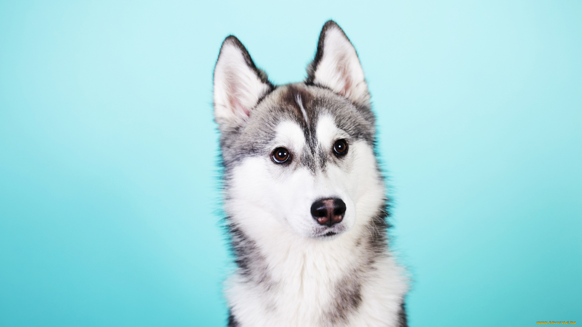 животные, собаки, хаски