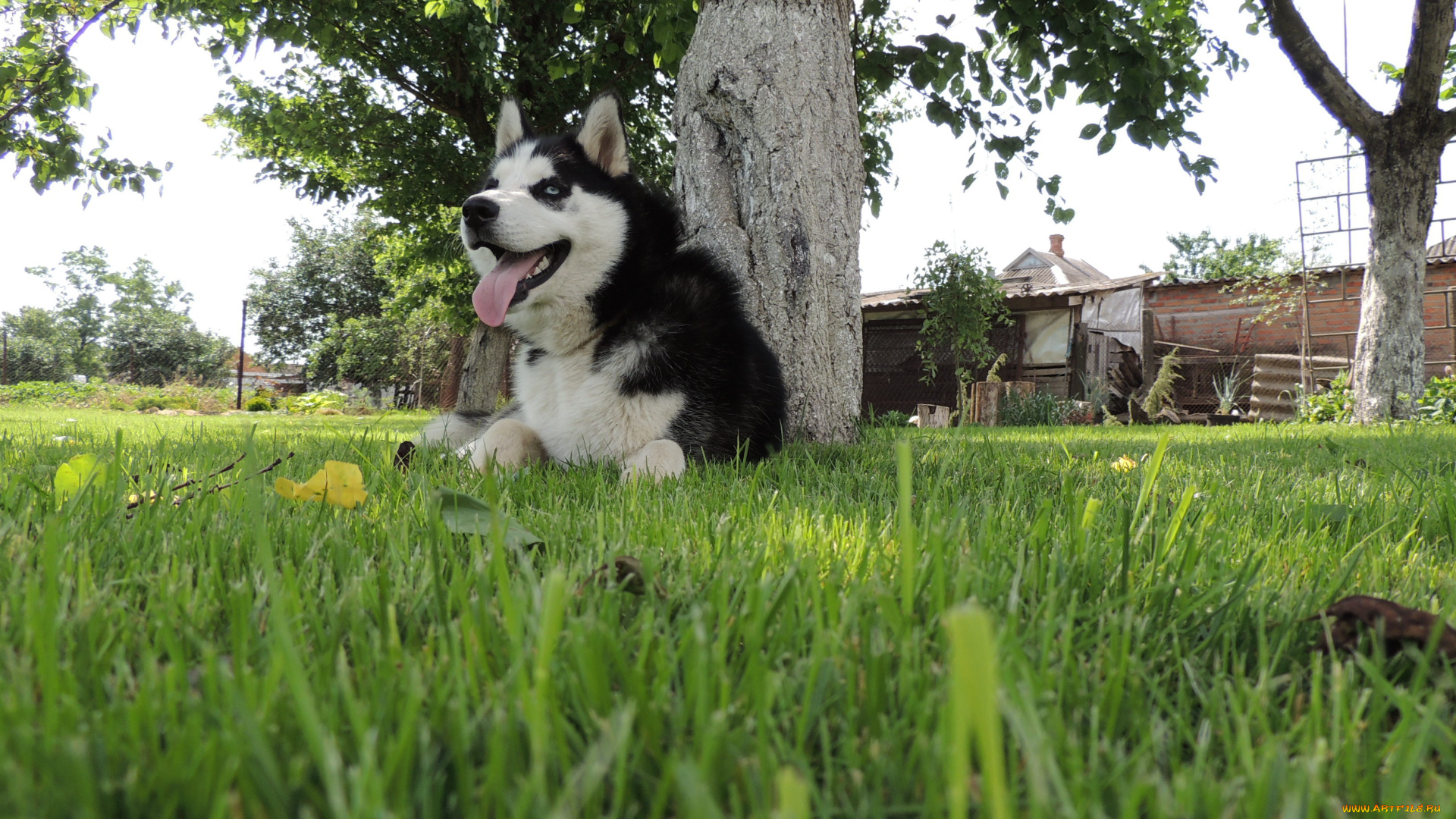 животные, собаки, husky, сибирский, хаски