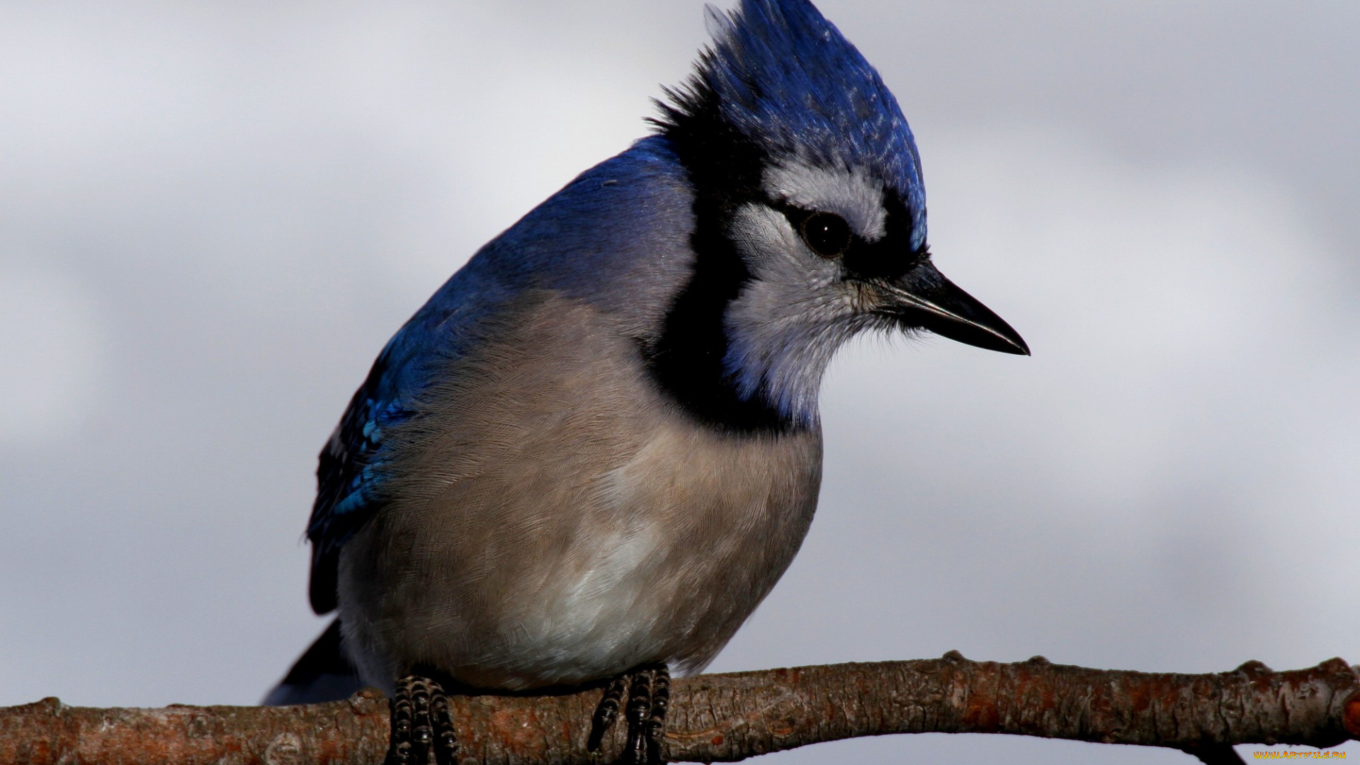 животные, сойки, окрас, птица, ветка