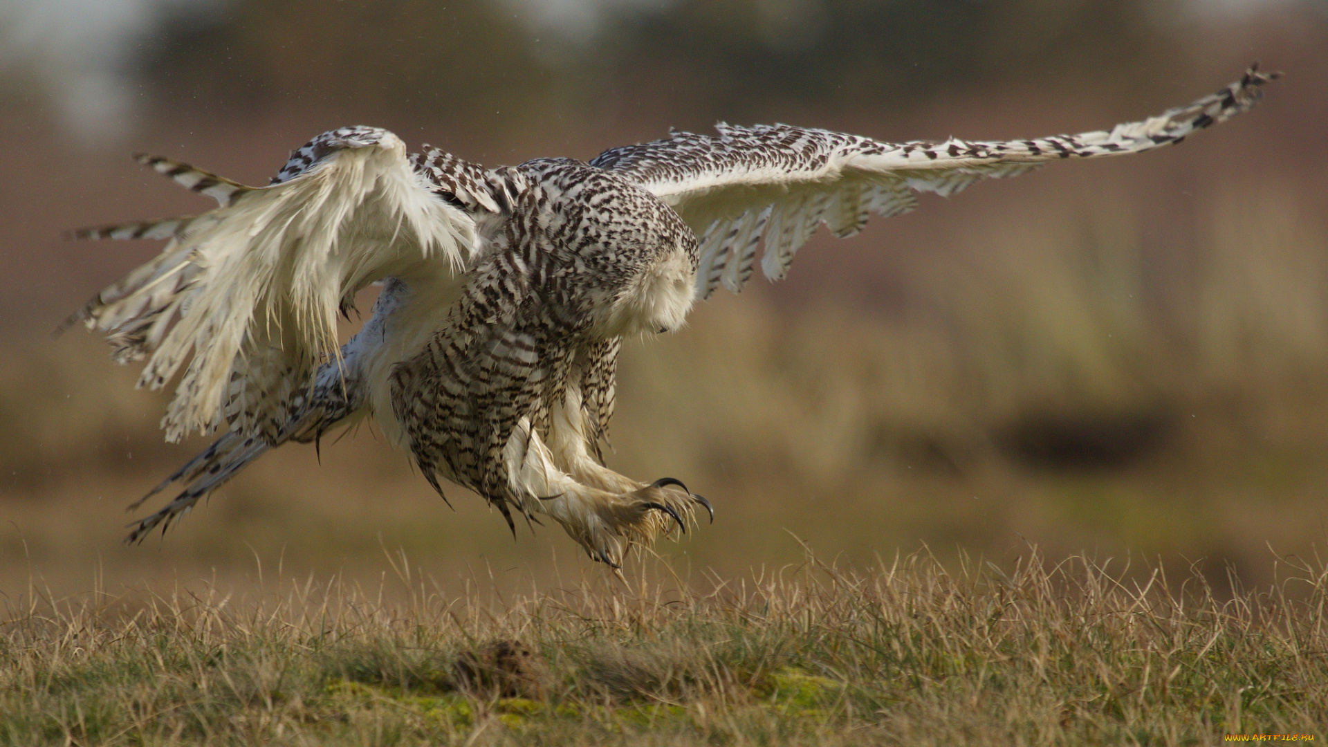 животные, совы, охота, сова, степь
