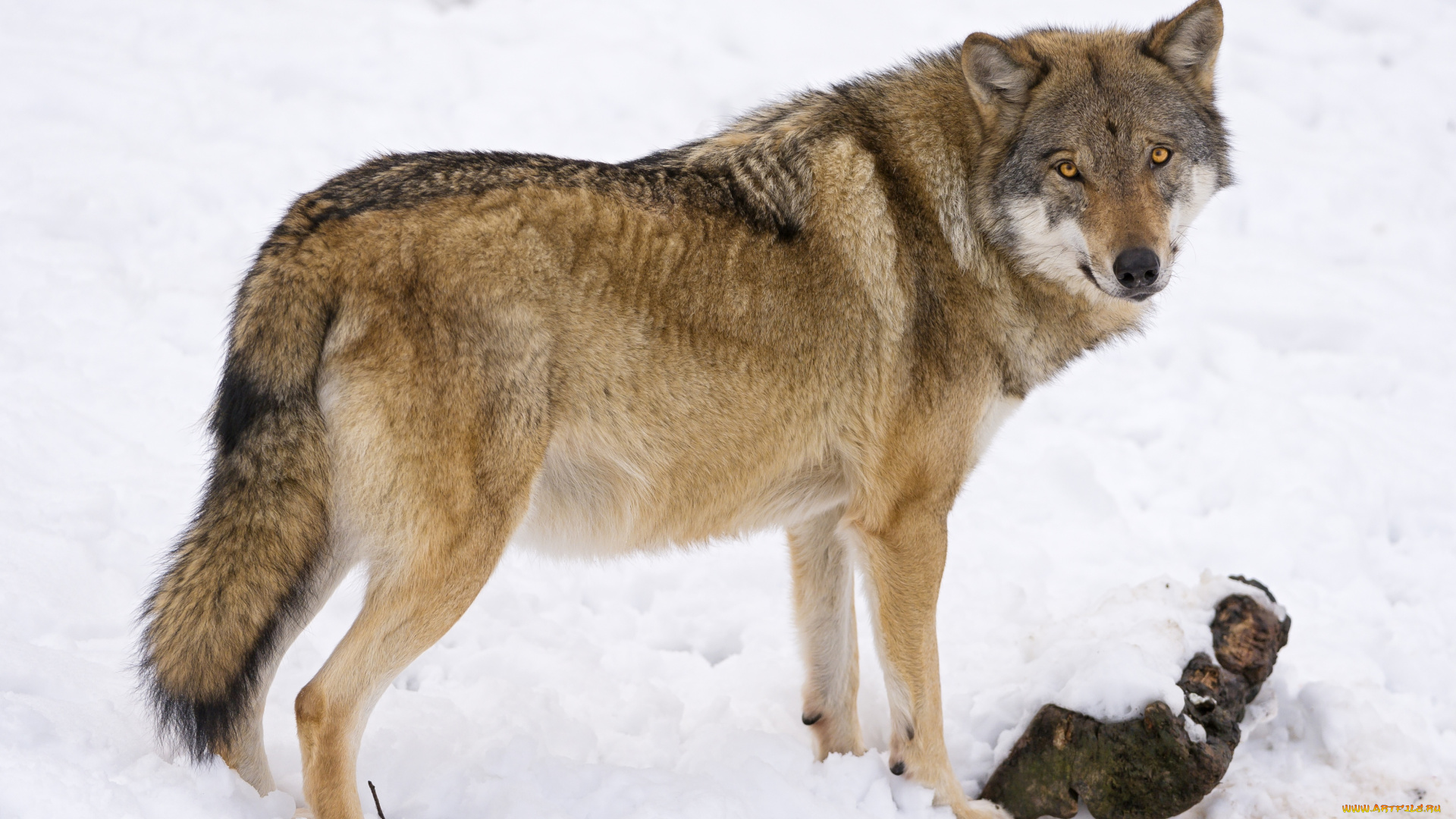 животные, волки, , койоты, , шакалы, красавец, снег
