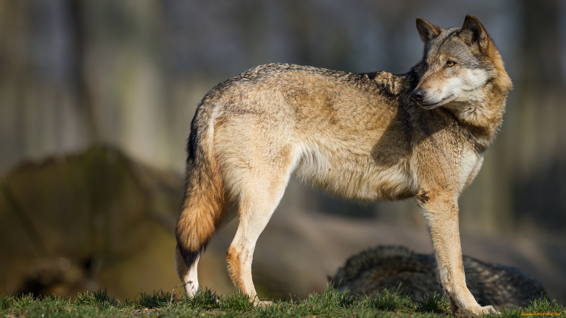 животные, волки, , койоты, , шакалы, внимание, волк