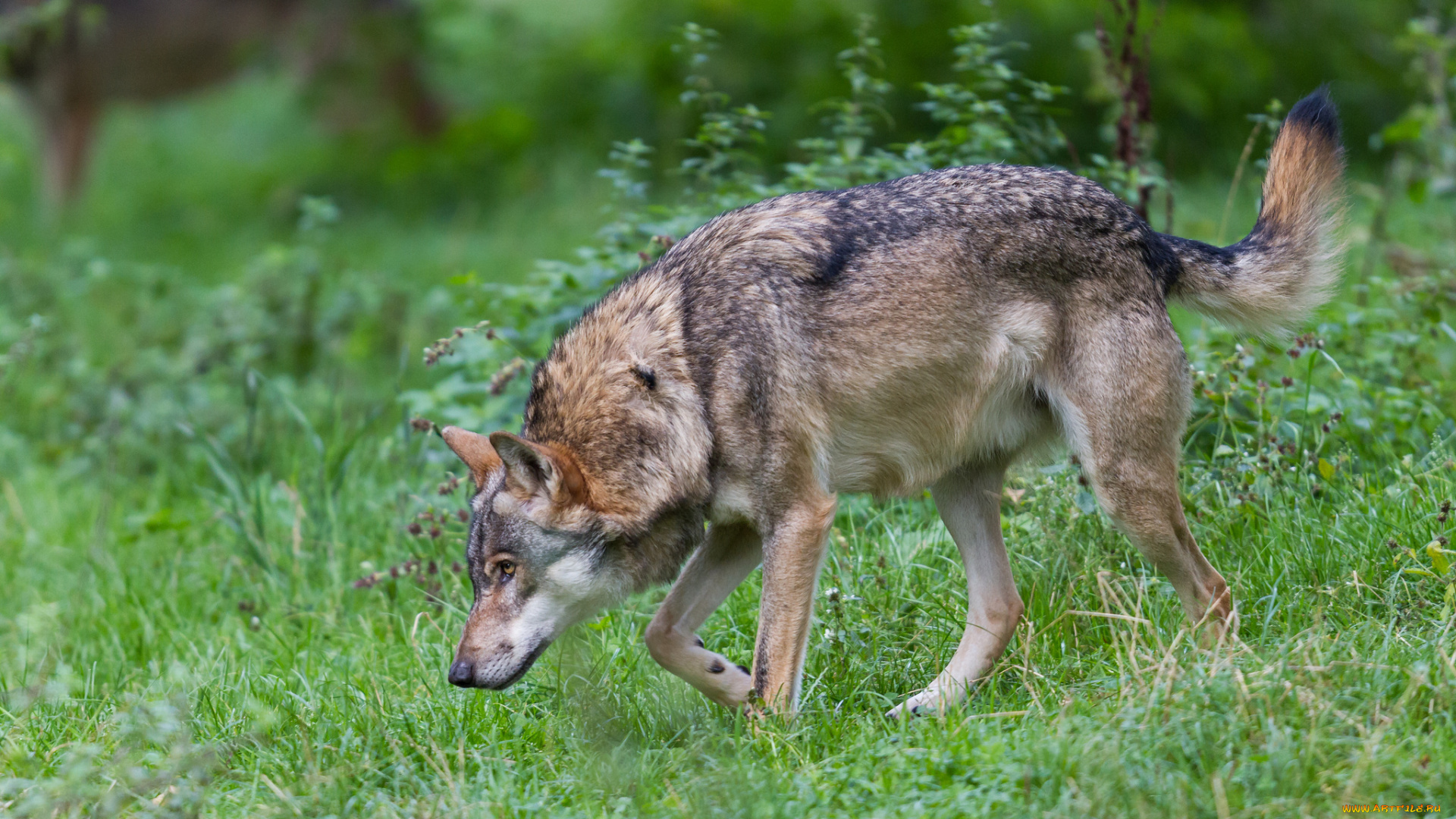 животные, волки, , койоты, , шакалы, волк, поляна