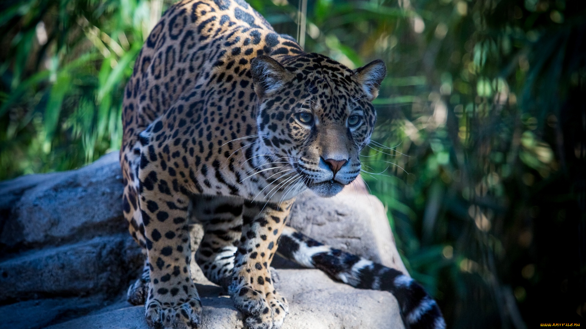 животные, Ягуары, кошка, внимание, пятна, морда