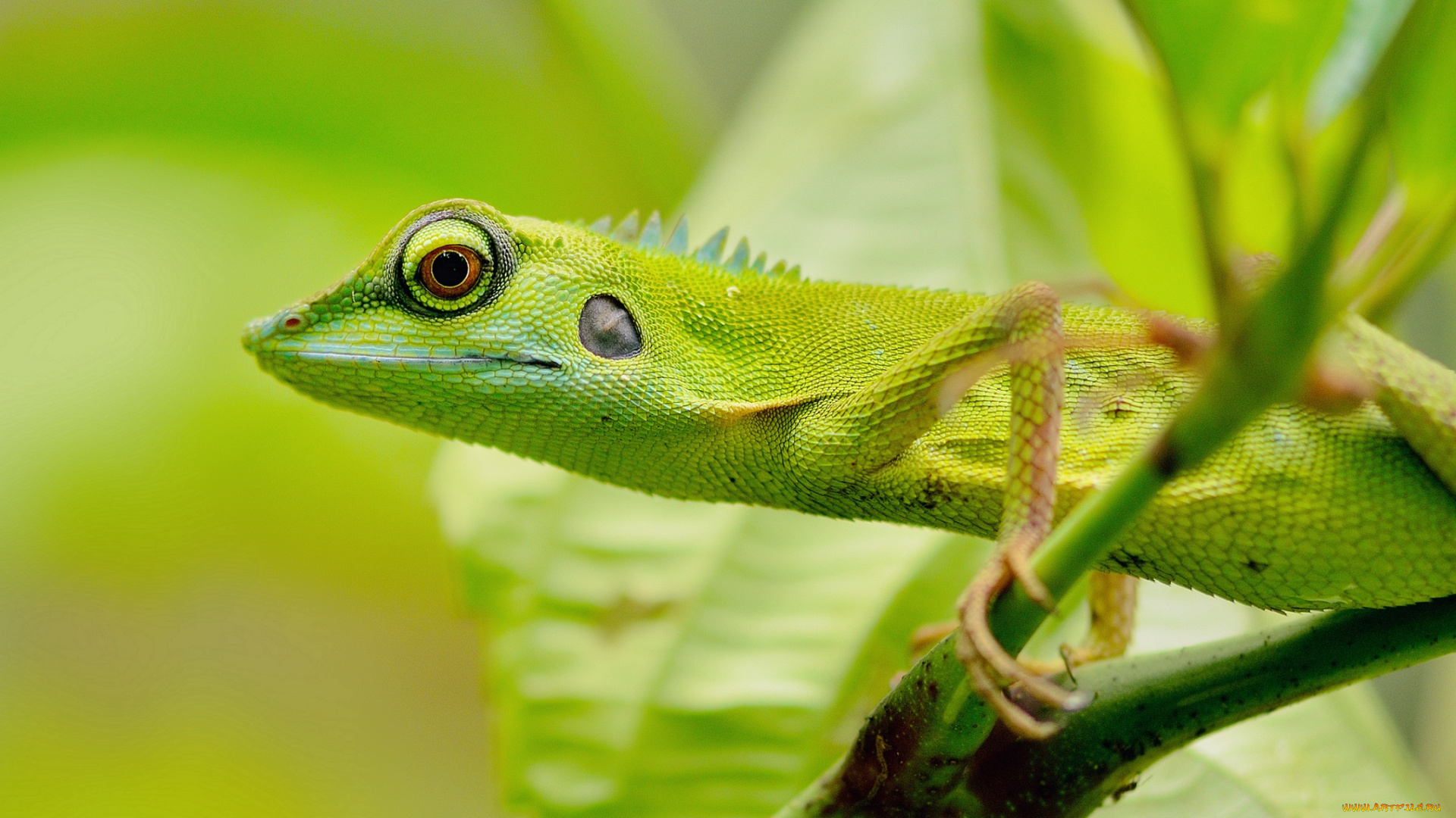 животные, Ящерицы, , игуаны, , вараны, глаза, зелень, ящерица