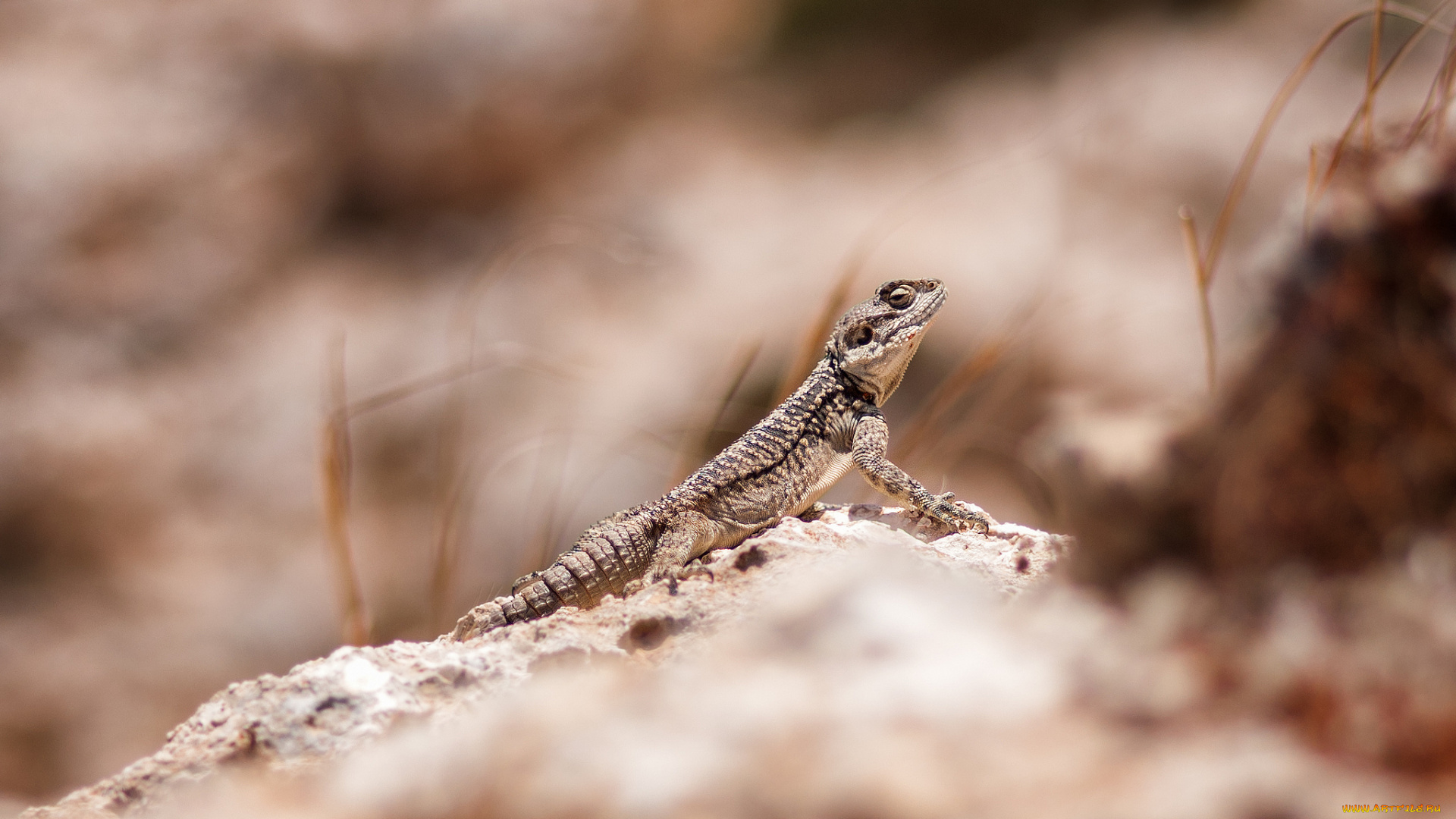 животные, Ящерицы, , игуаны, , вараны, маскировка, трава, камни, ящерица, животное, рептилия