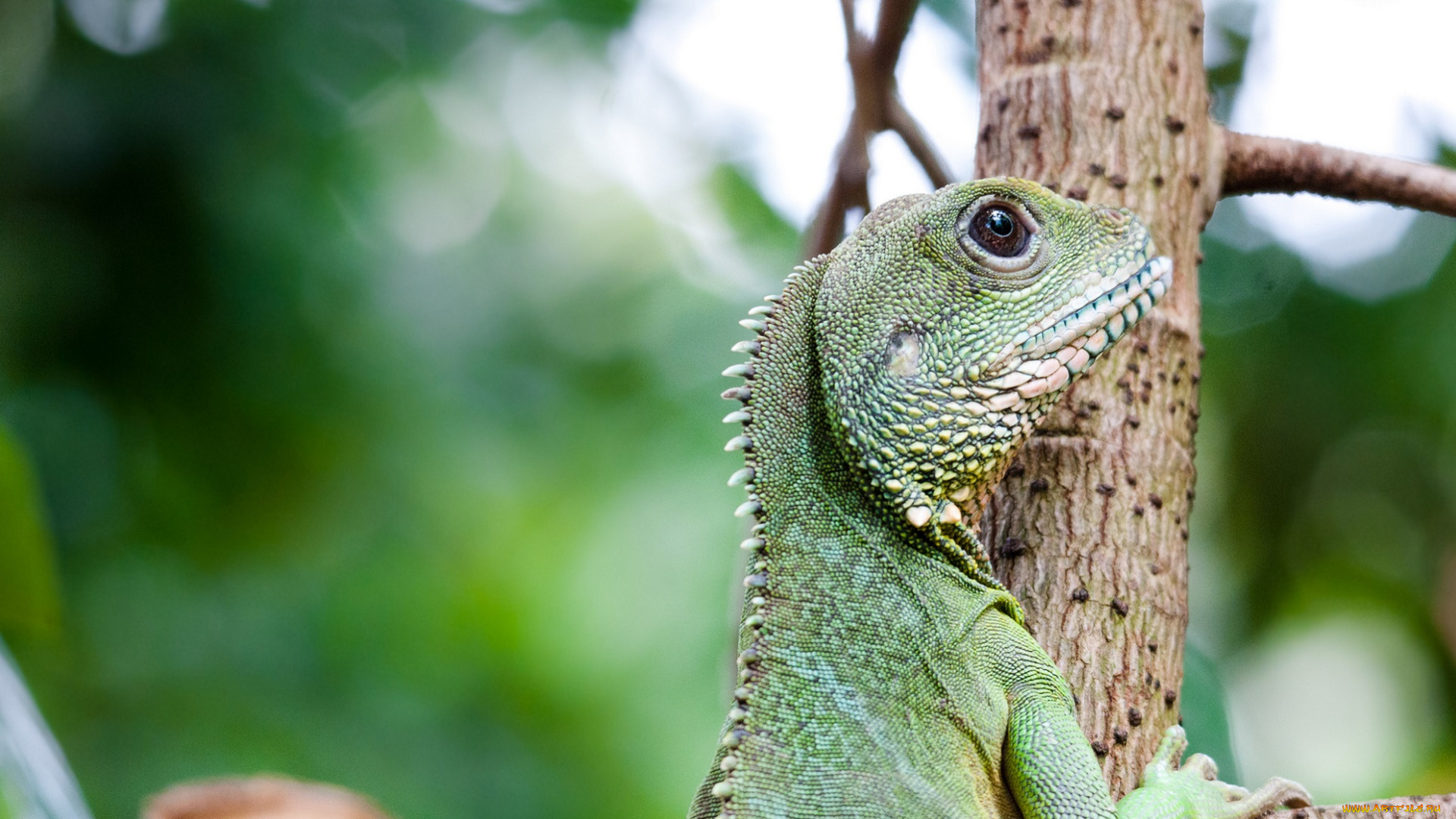 животные, Ящерицы, , игуаны, , вараны, профиль, дерево, взгляд, игуана, зеленая
