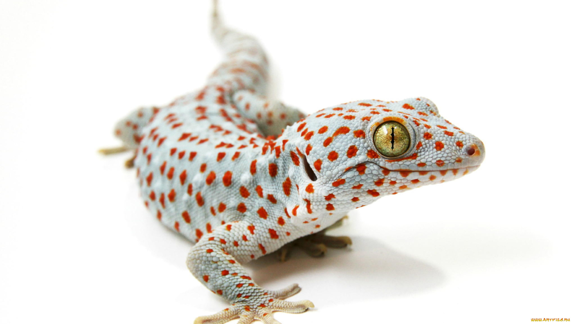 животные, Ящерицы, , игуаны, , вараны, пятнистая, белый, фон, ящерица
