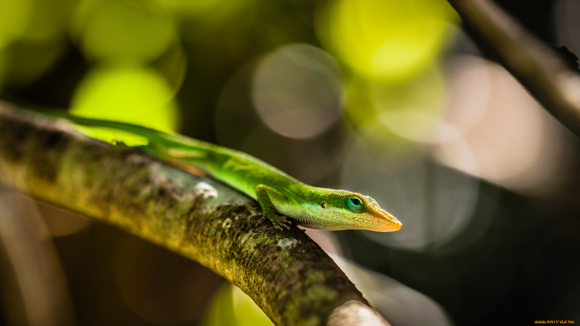 животные, Ящерицы, , игуаны, , вараны, ветка, макро, зеленая