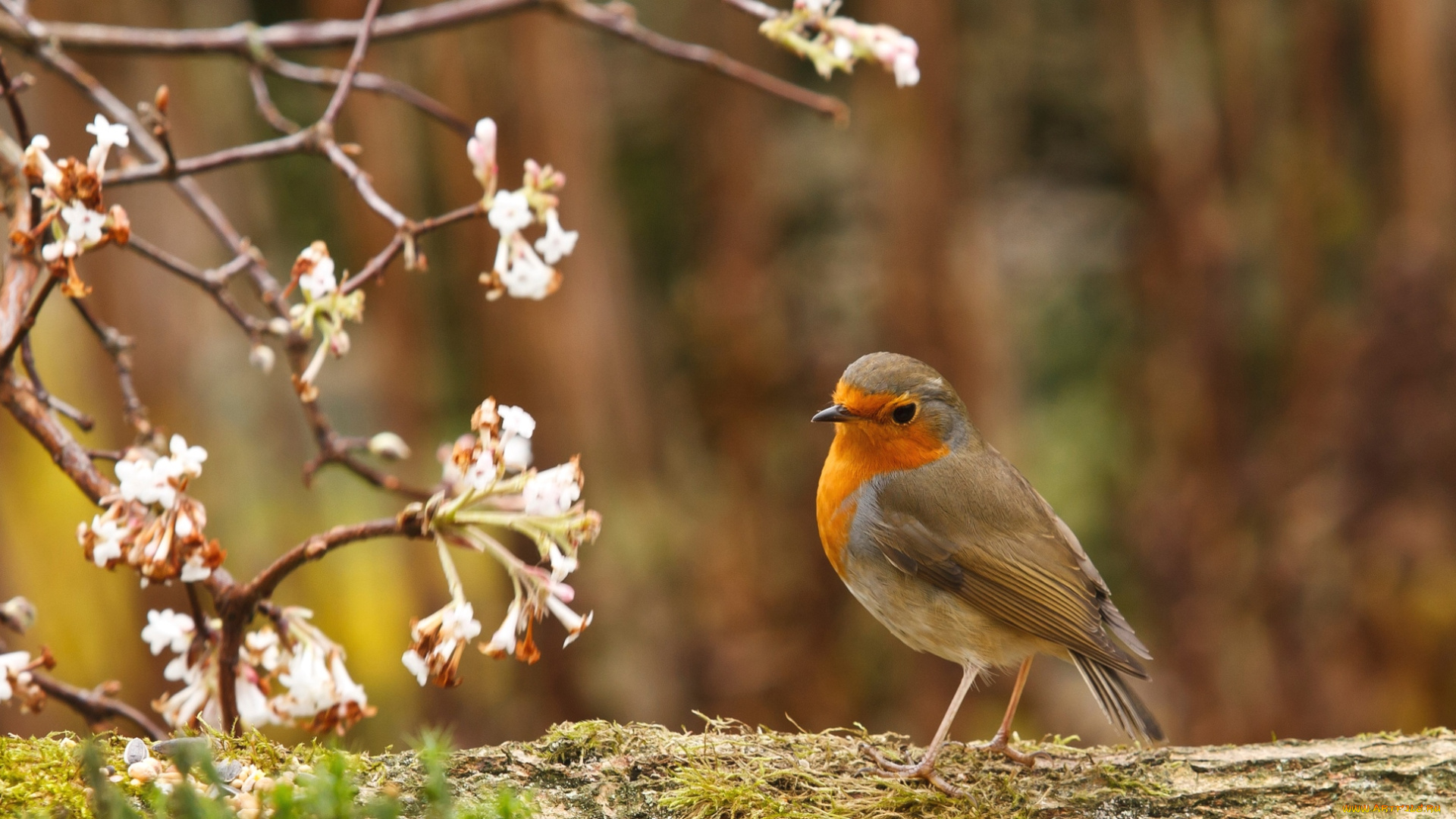 животные, зарянки, , малиновки, грудка