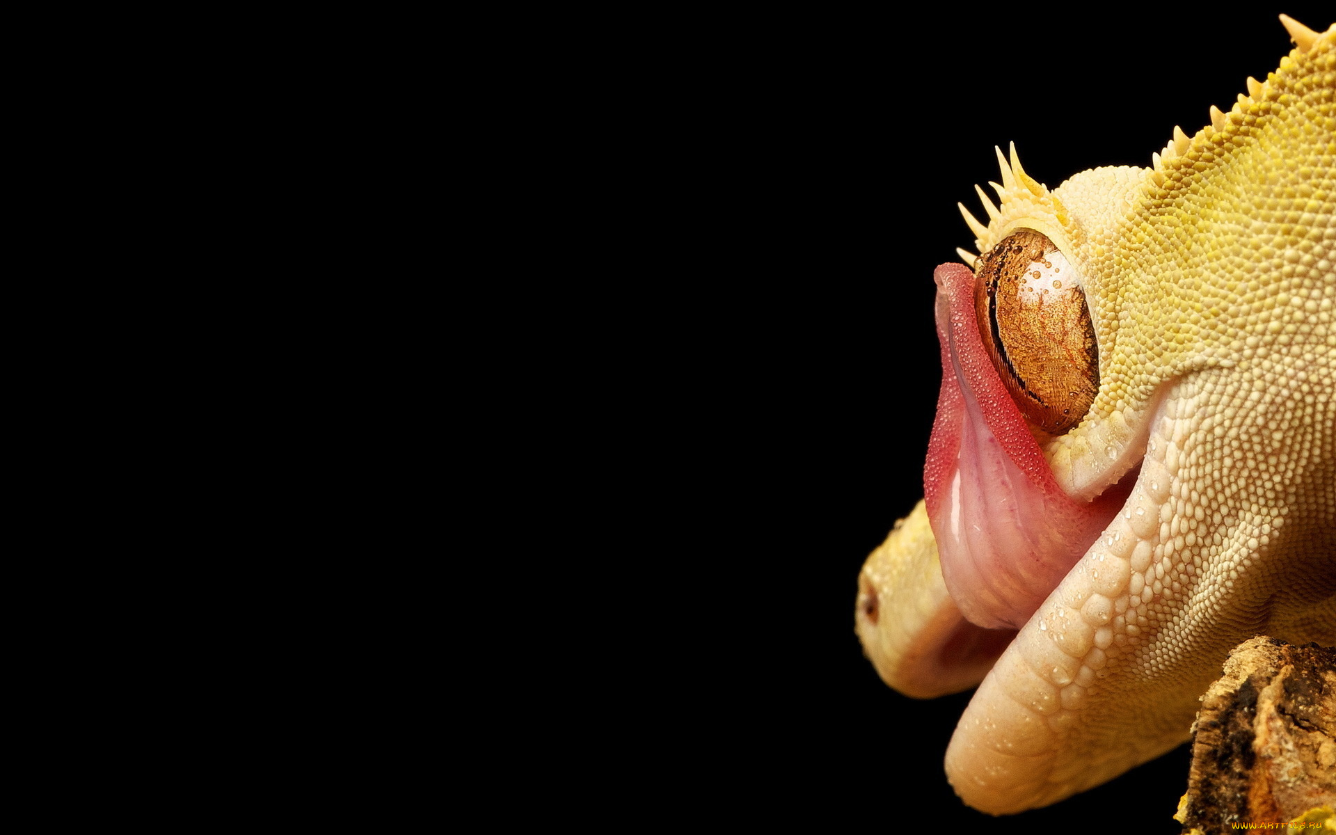 животные, Ящерицы, , игуаны, , вараны, чёрный, фон, жёлтая, глаз, язык, макро, природа, ящерица