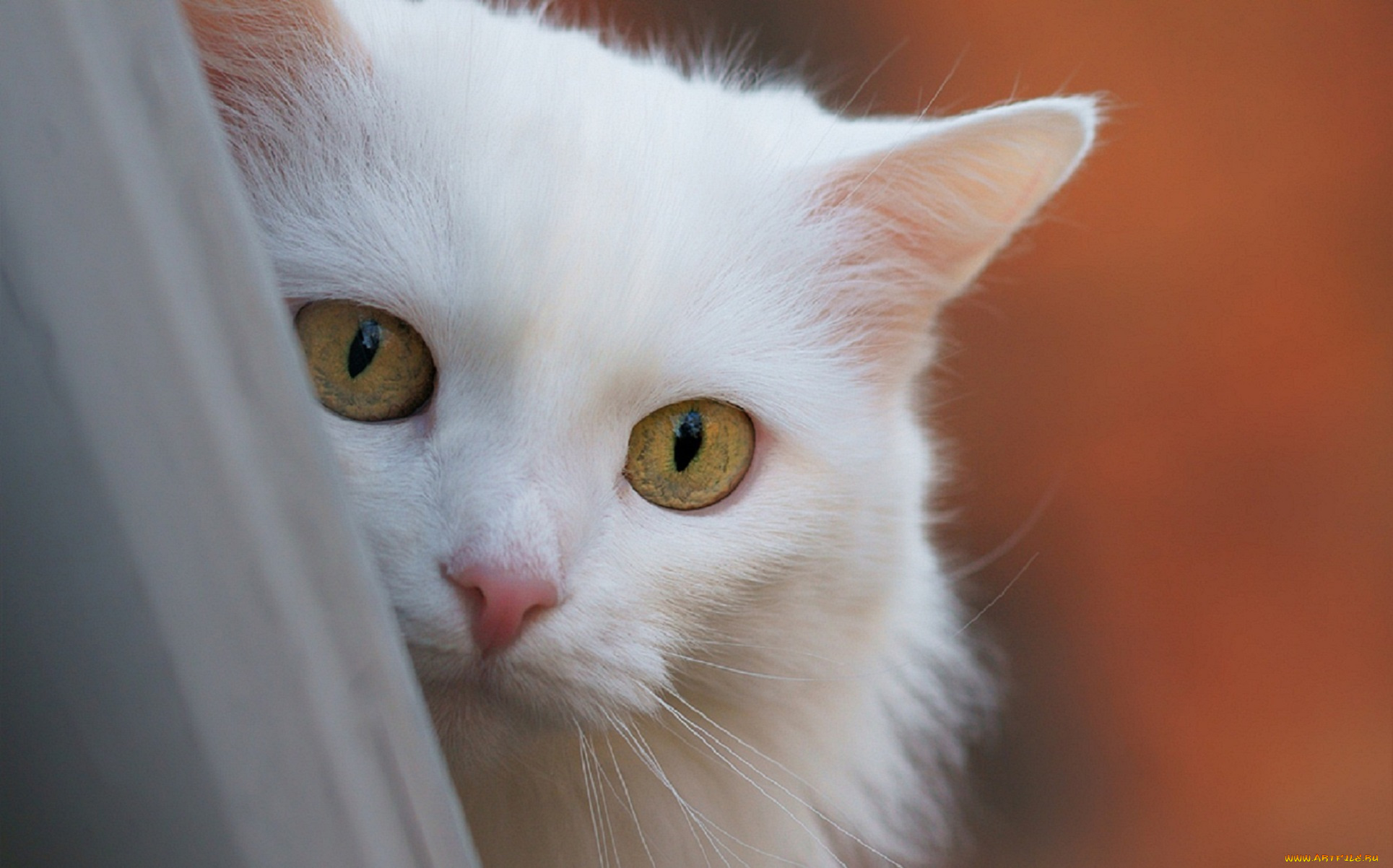 животные, коты, белая