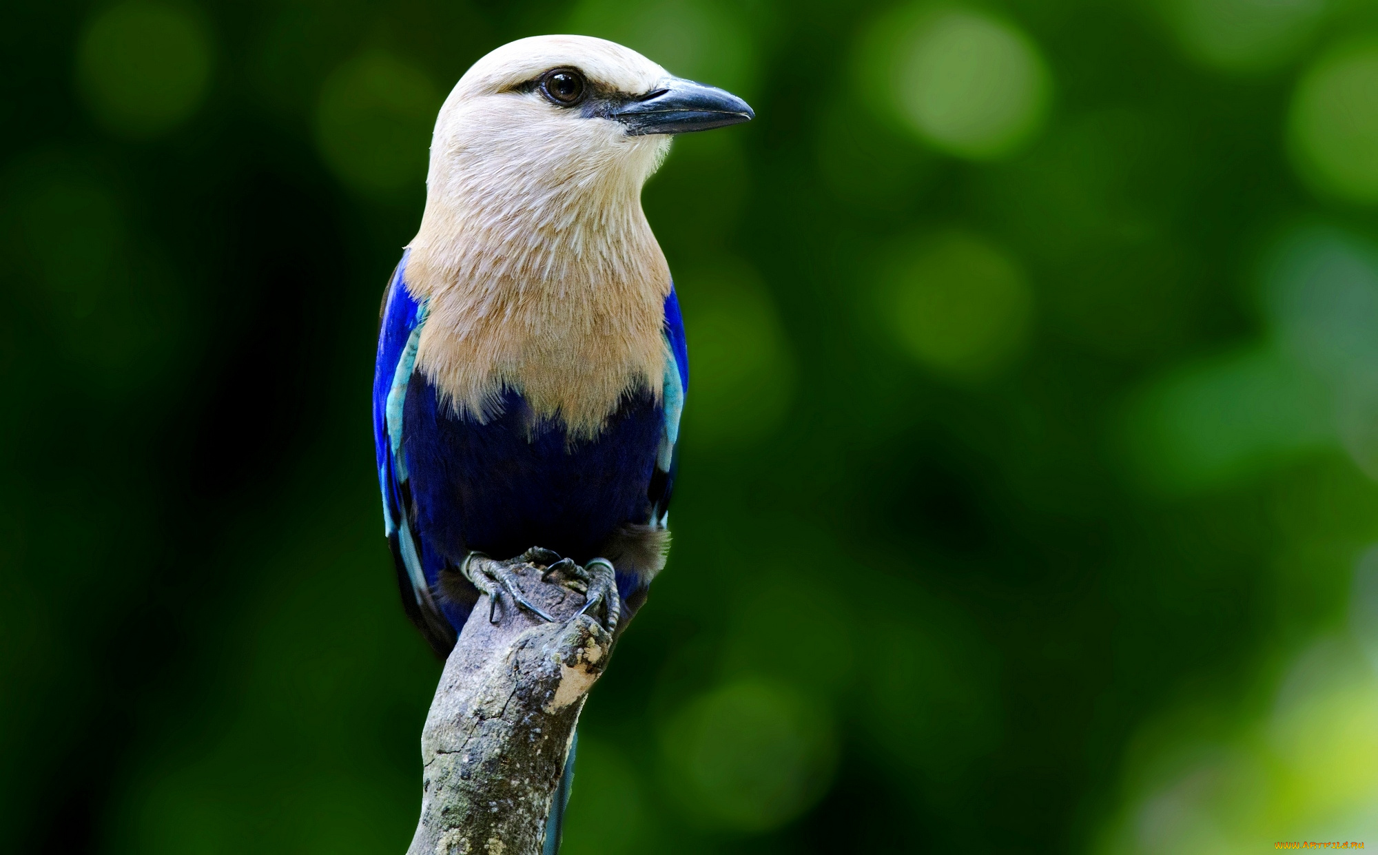 животные, птицы, ветка, птица, окрас