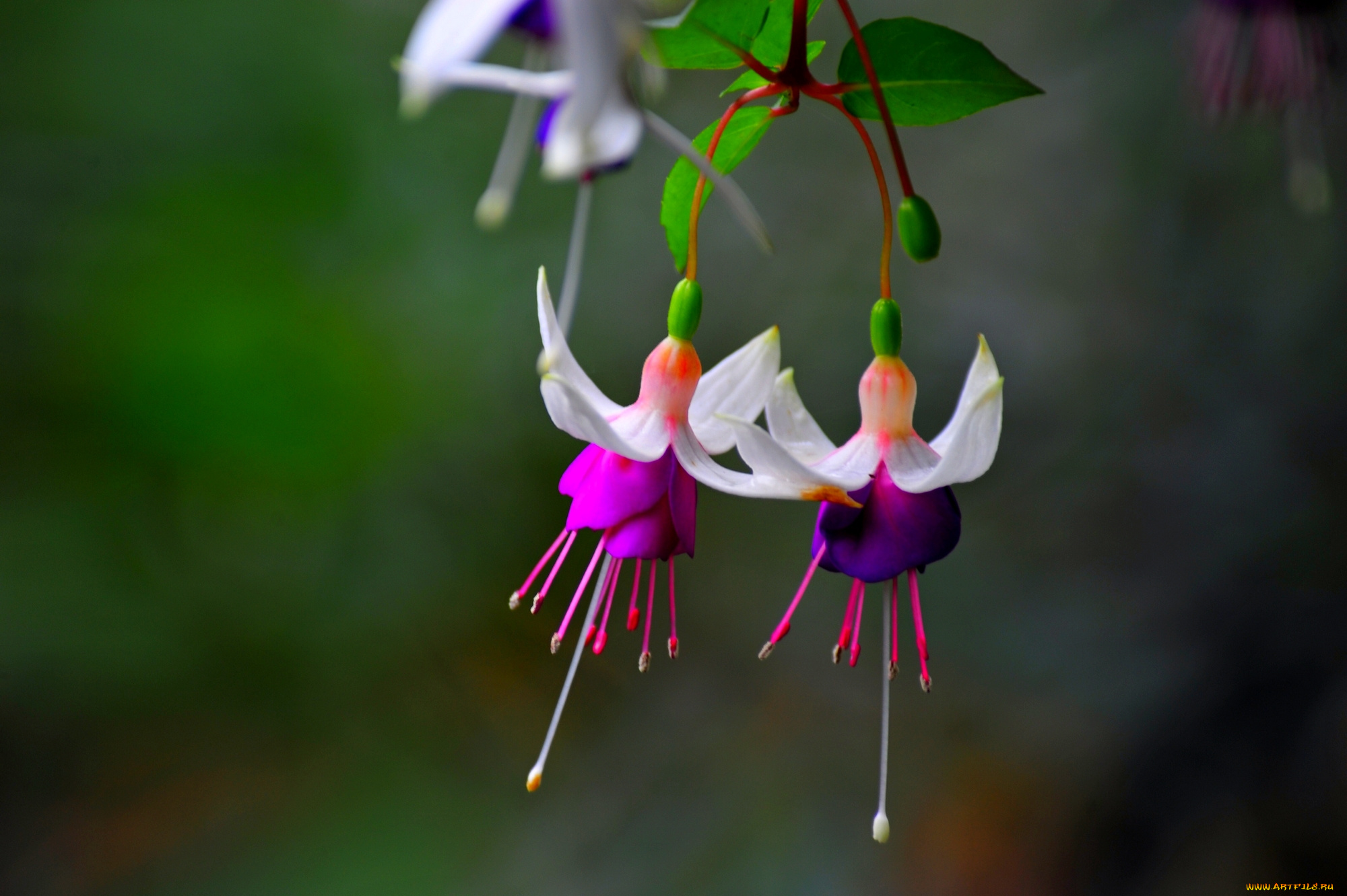 цветы, фуксия, листья, розово, белые