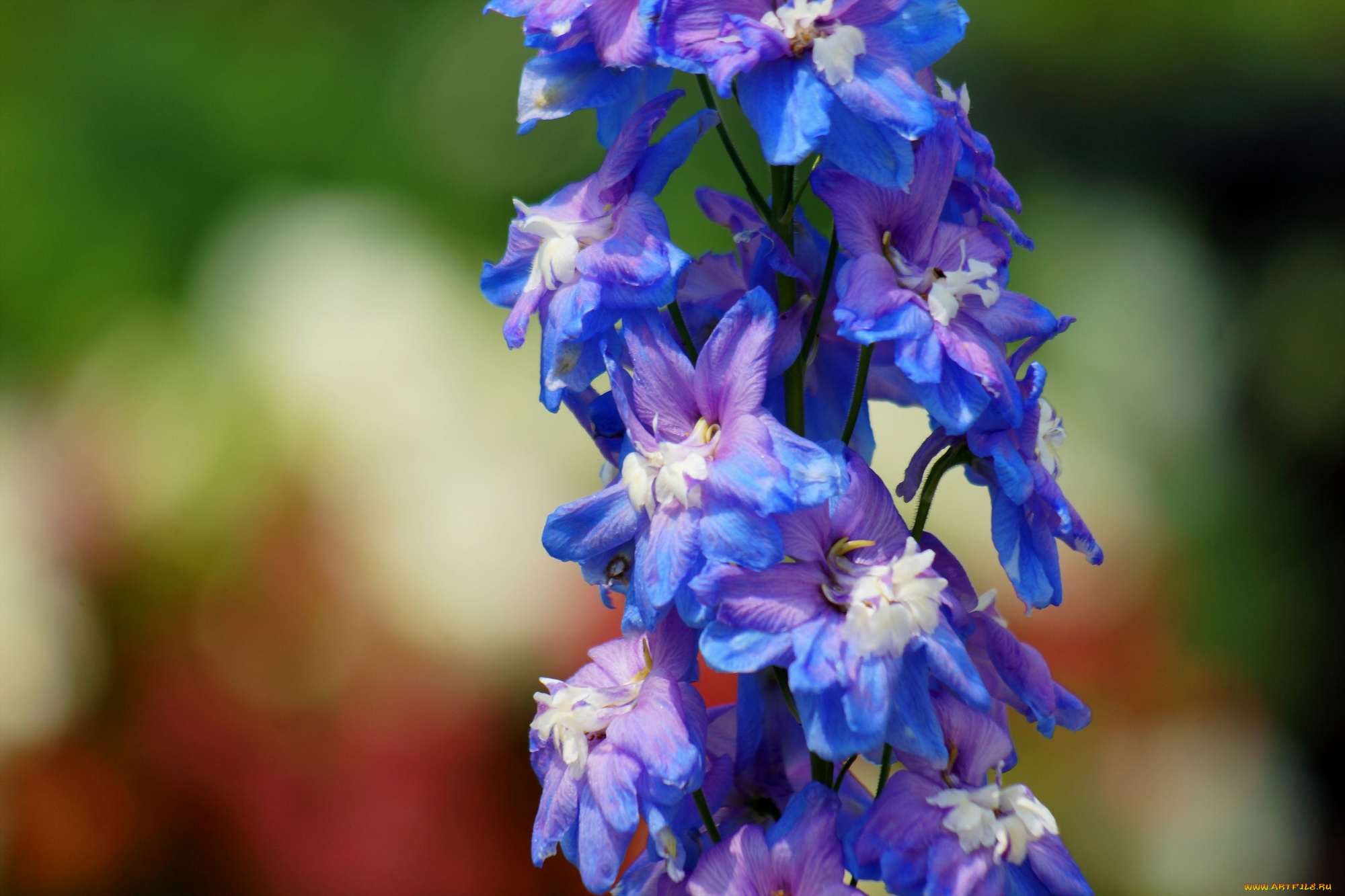 цветы, дельфиниум, синие, цветочки