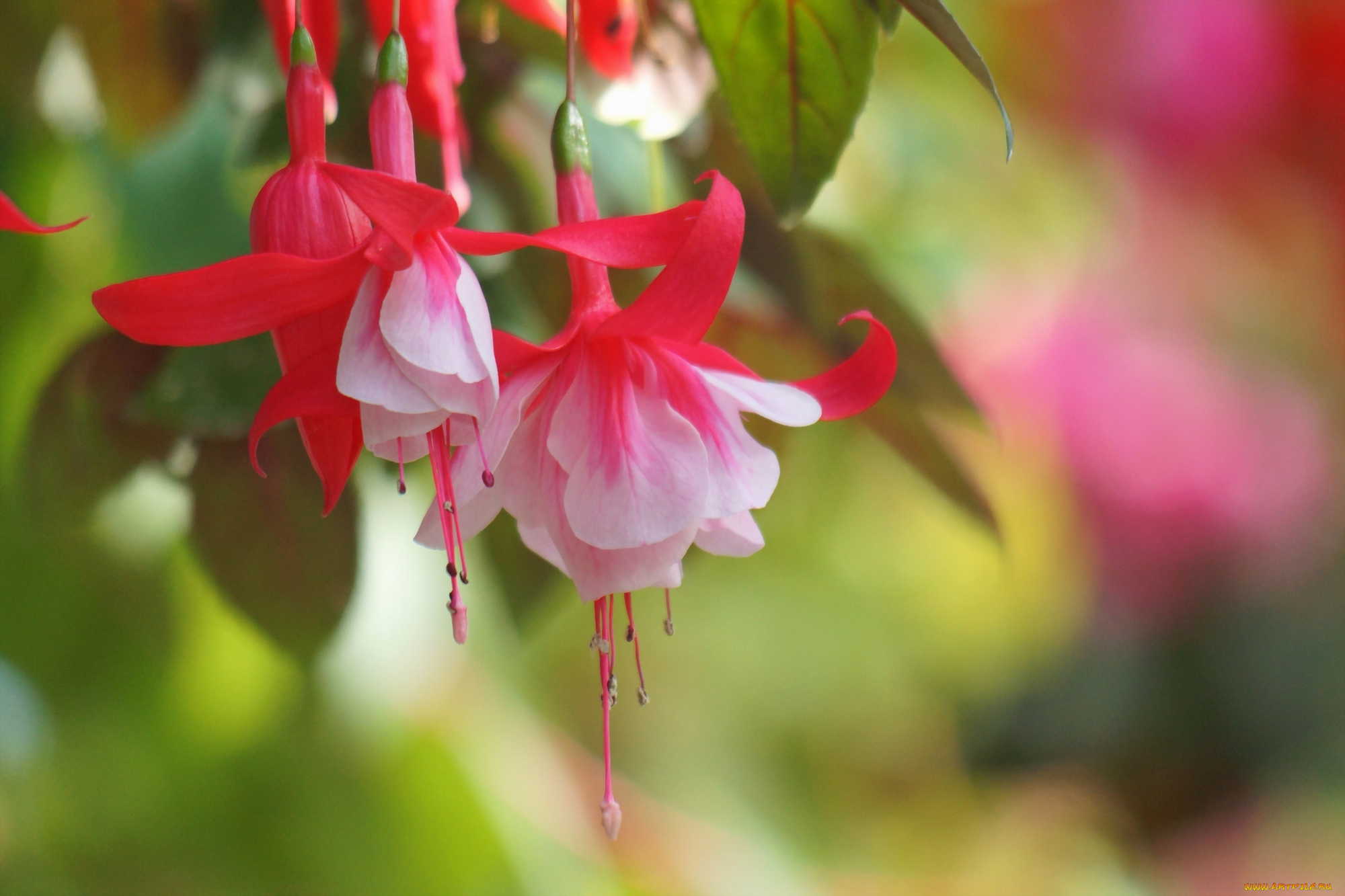 цветы, фуксия, бело, розовый