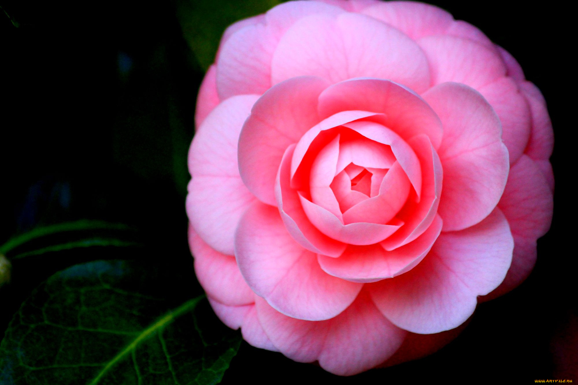 цветы, камелии, листья, розовая, камелия