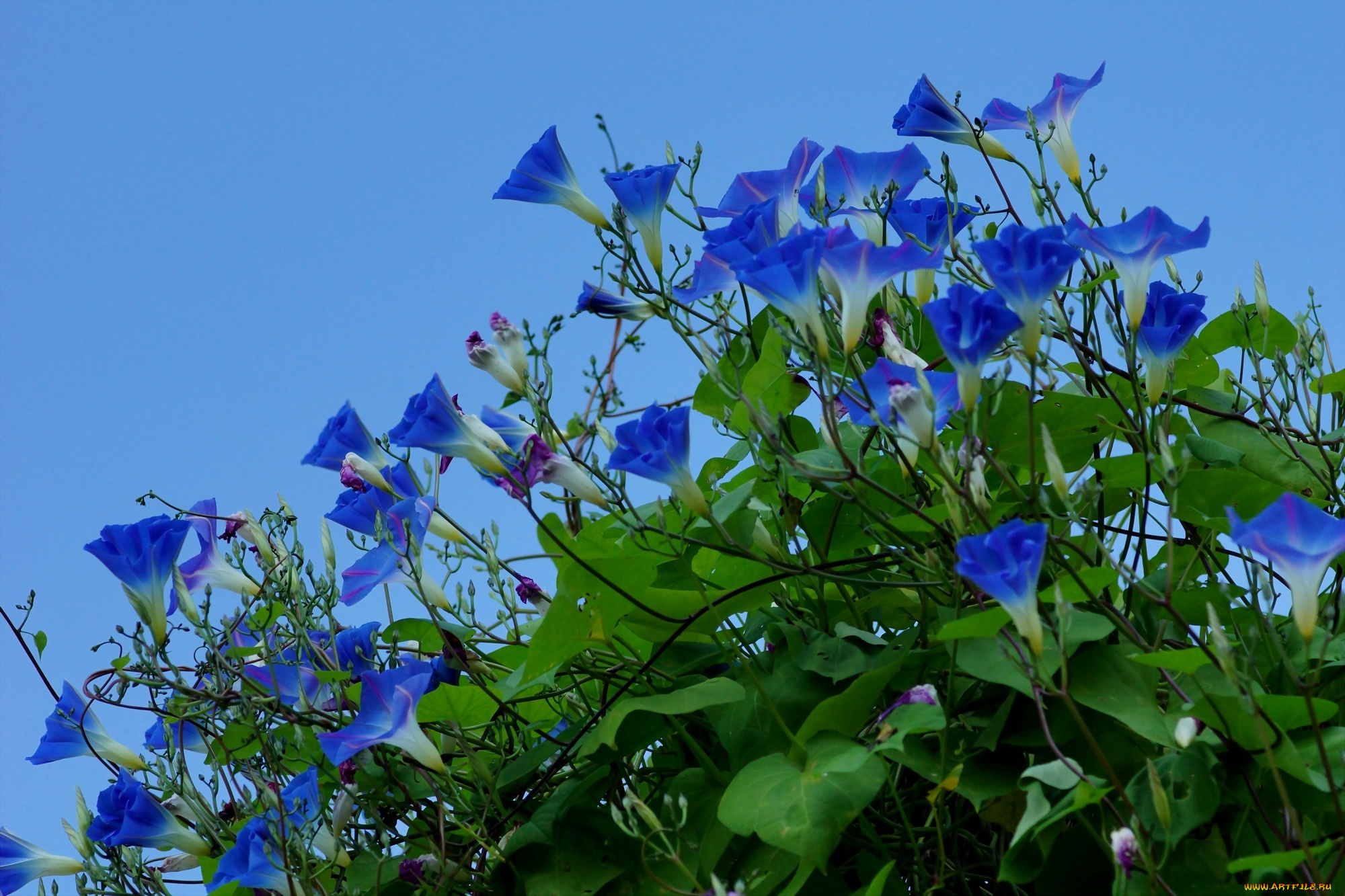 цветы, вьюнки, , ипомеи, фиолетовые