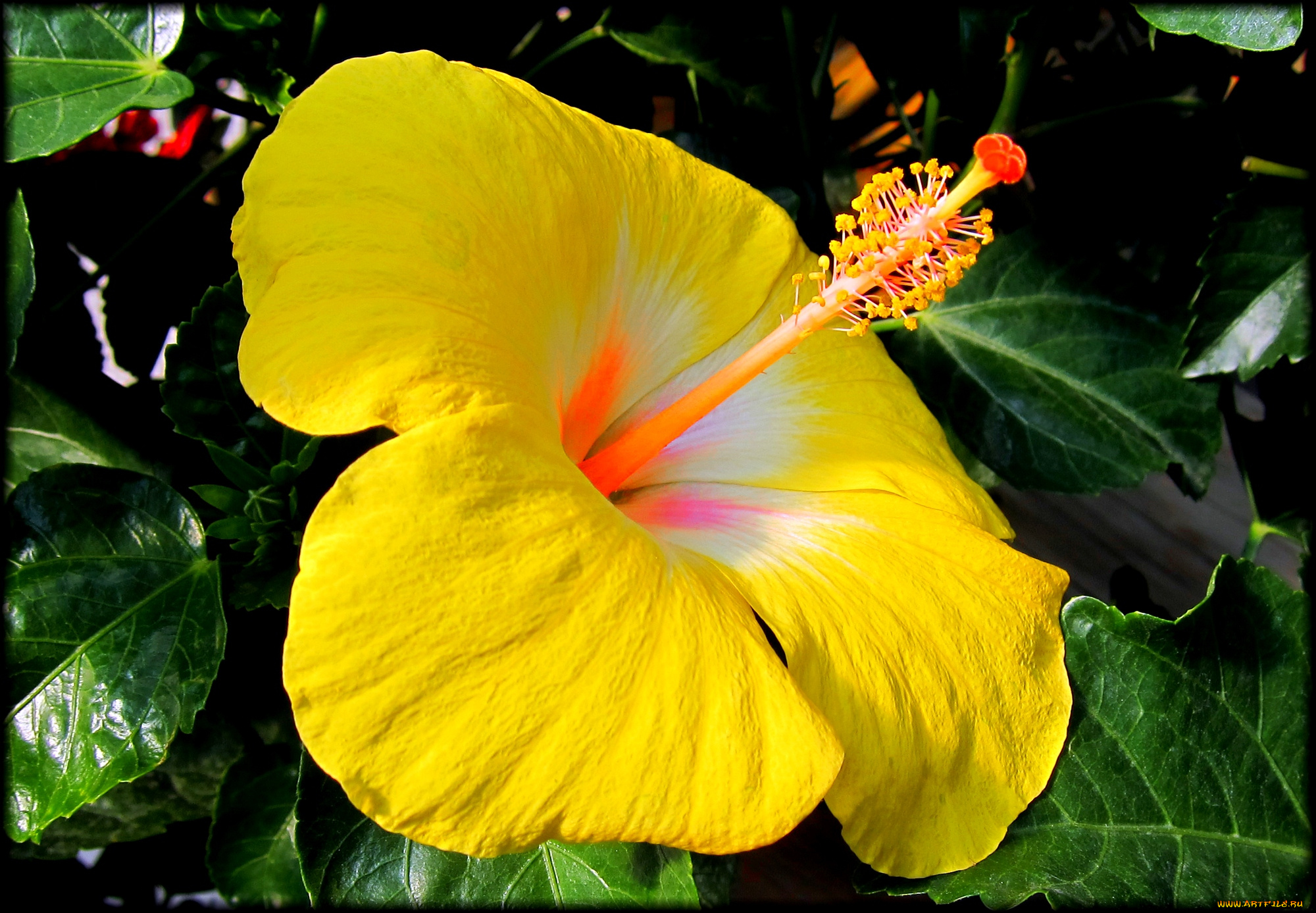 цветы, гибискусы, ярко, желтый, гибискус, листья