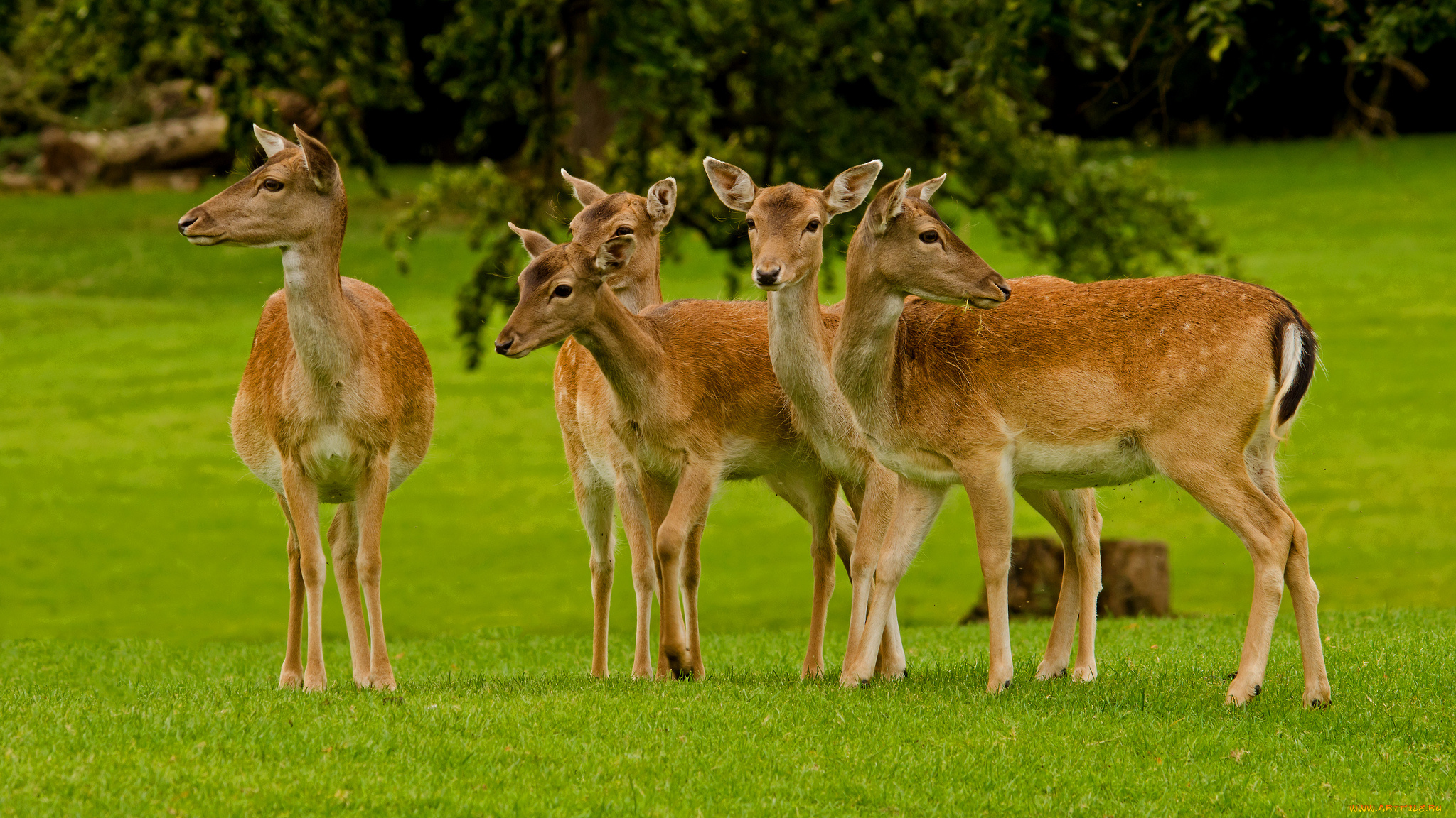 животные, олени, трава, поле