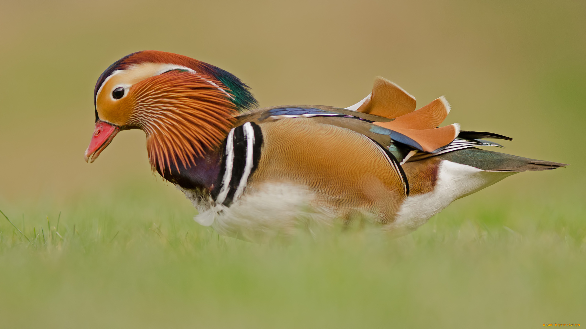 животные, утки, мандаринка, утка