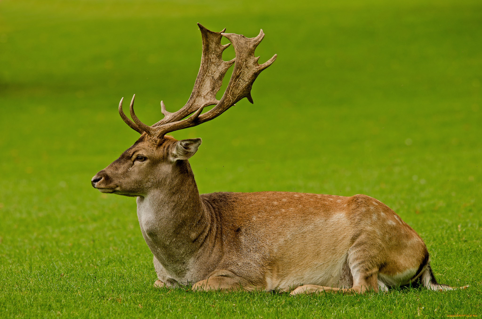 животные, олени, рога, олень, трава, поле