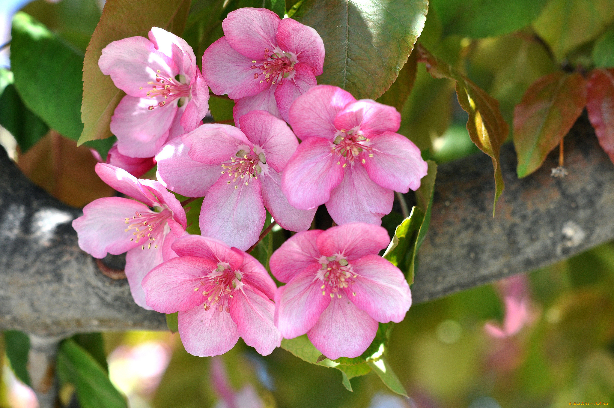 цветы, цветущие, деревья, , , кустарники, розовый