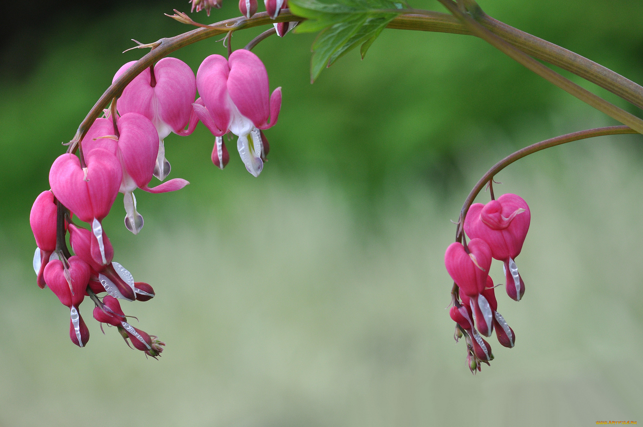 цветы, дицентра, , разбитое, сердце, сердечки