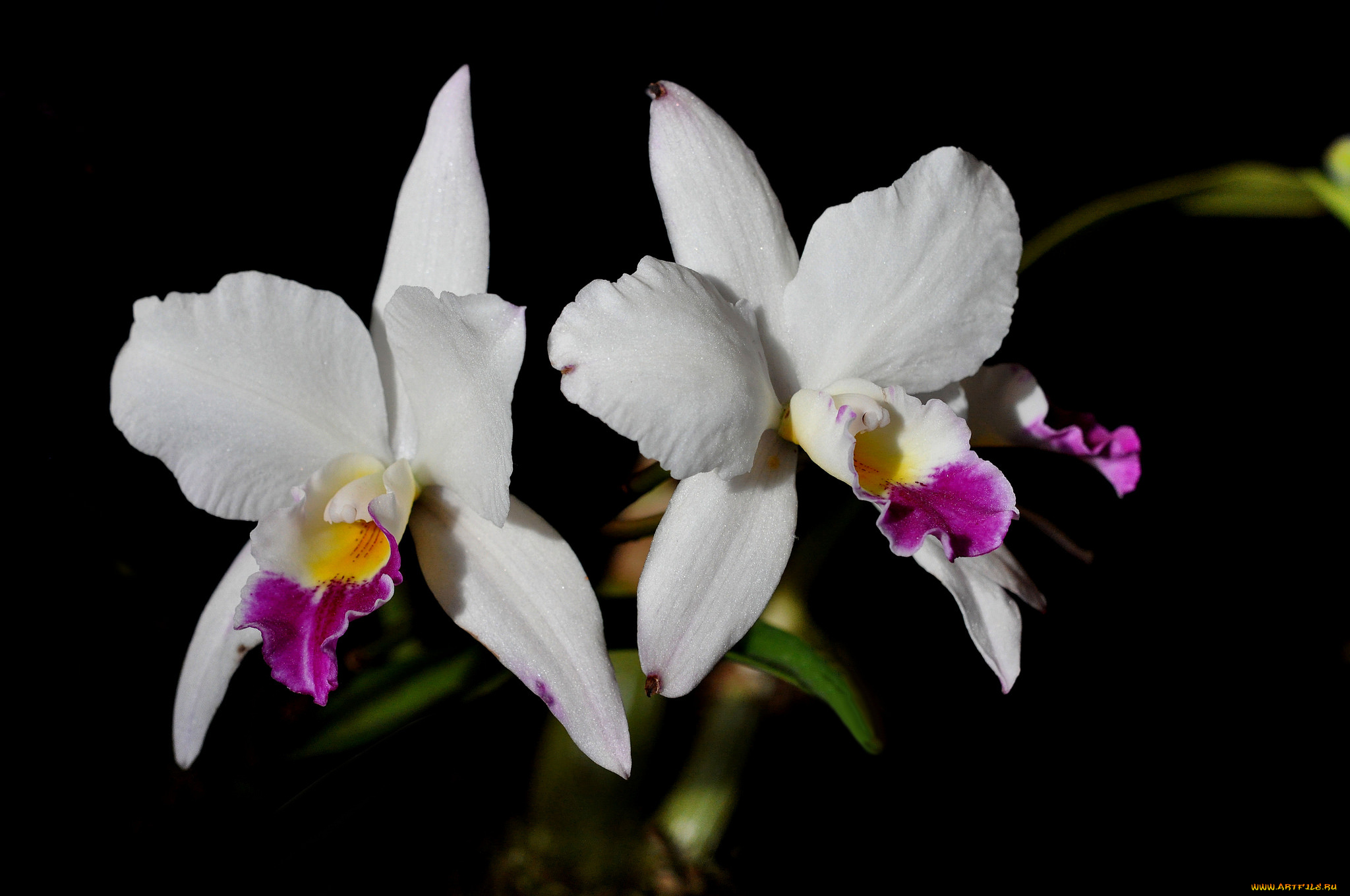 цветы, орхидеи, экзотика