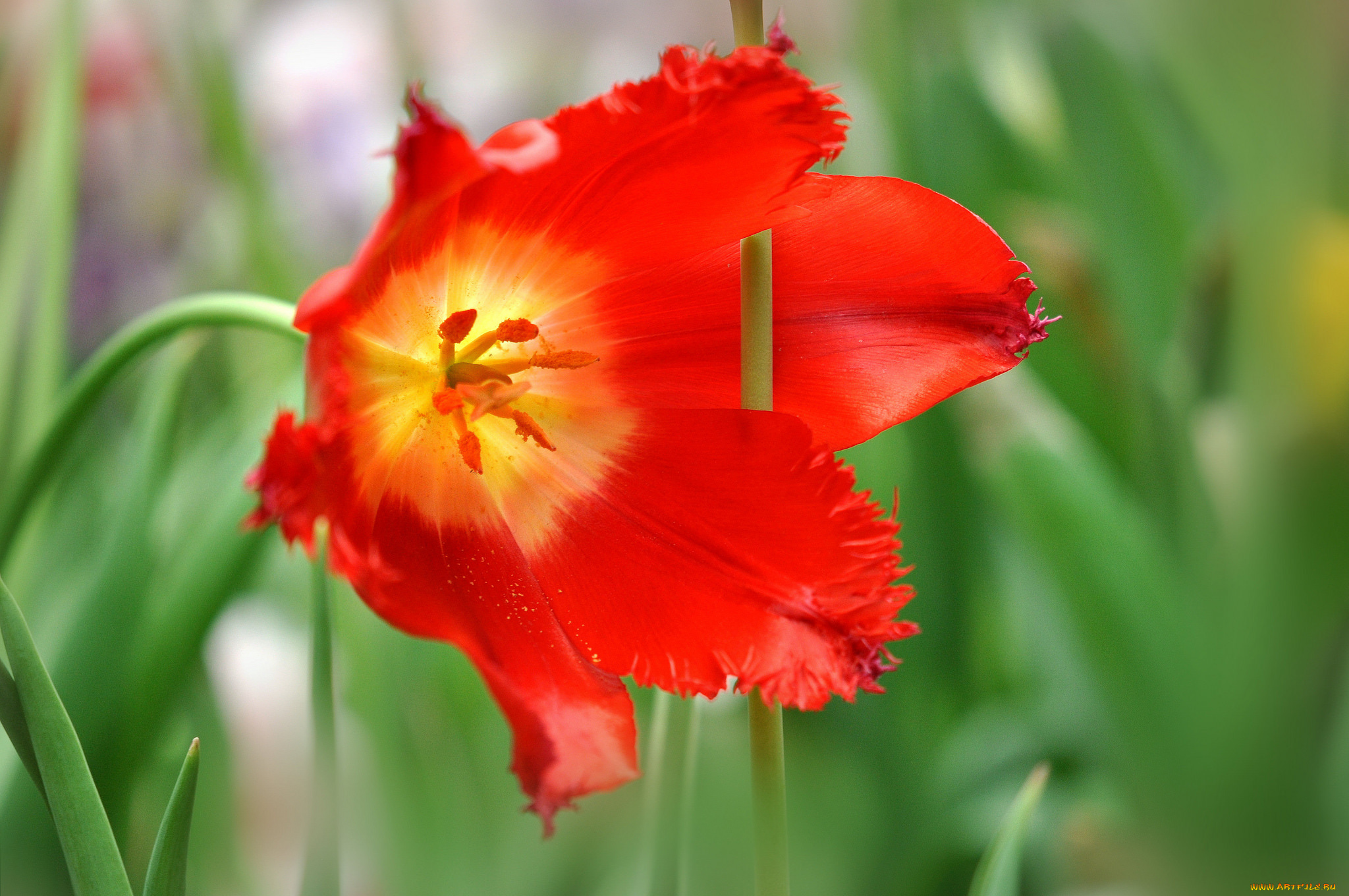 цветы, тюльпаны, макро