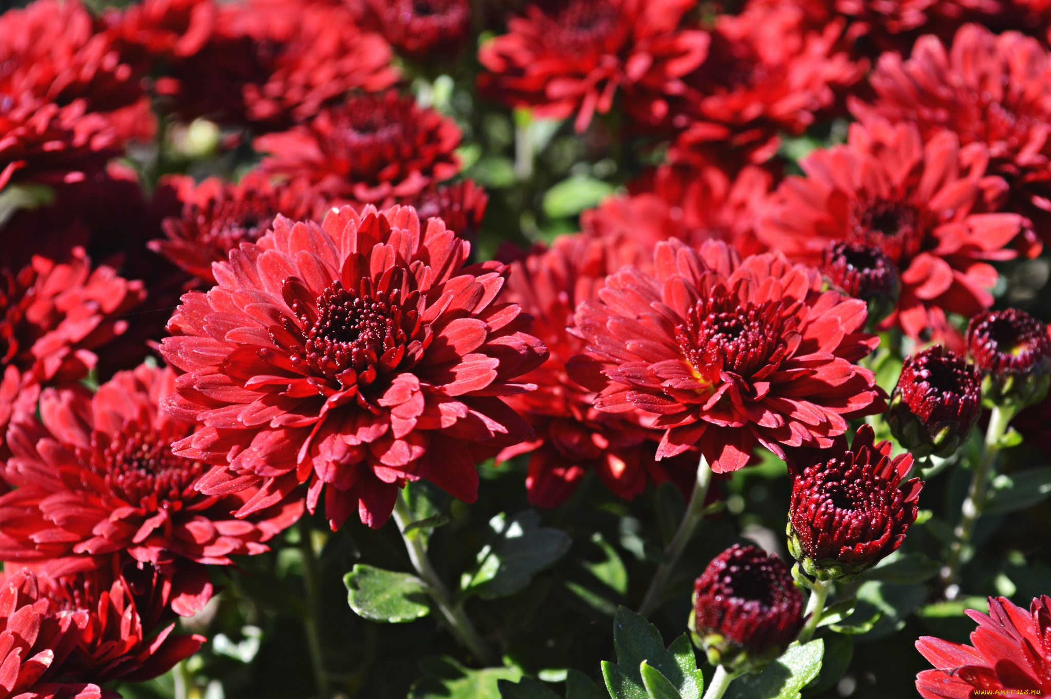 цветы, хризантемы, красный