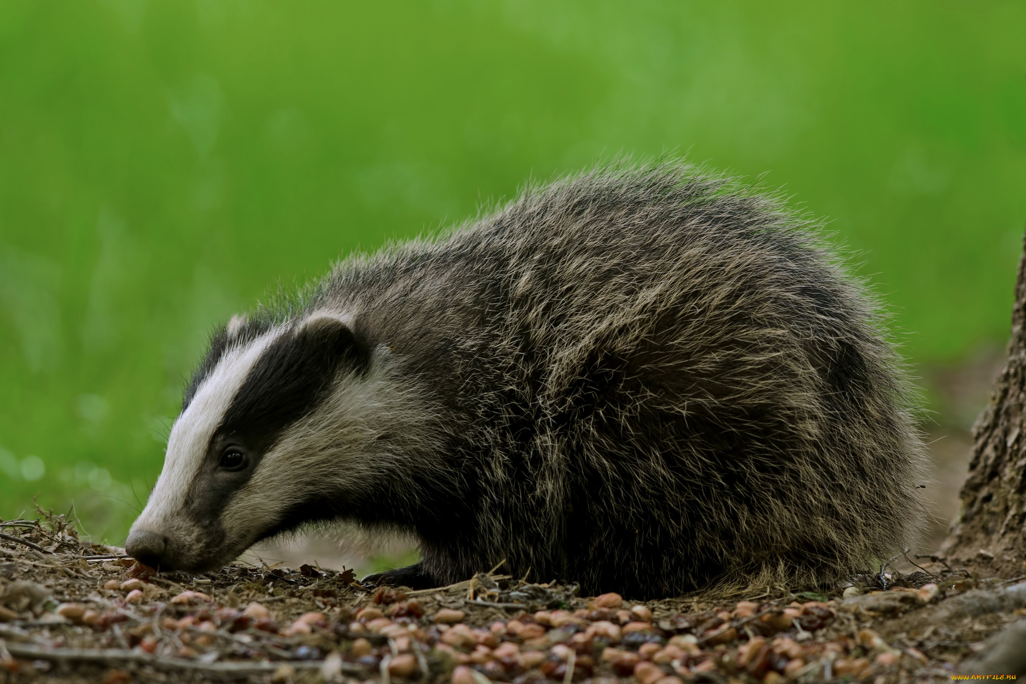 животные, барсуки, барсук