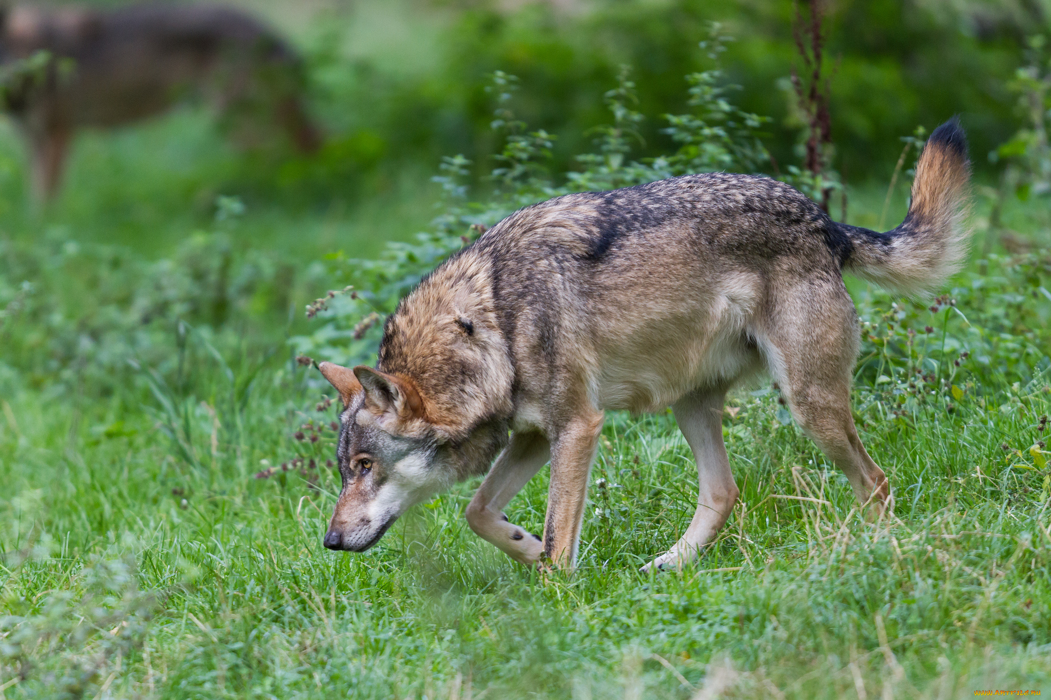 животные, волки, , койоты, , шакалы, волк, поляна