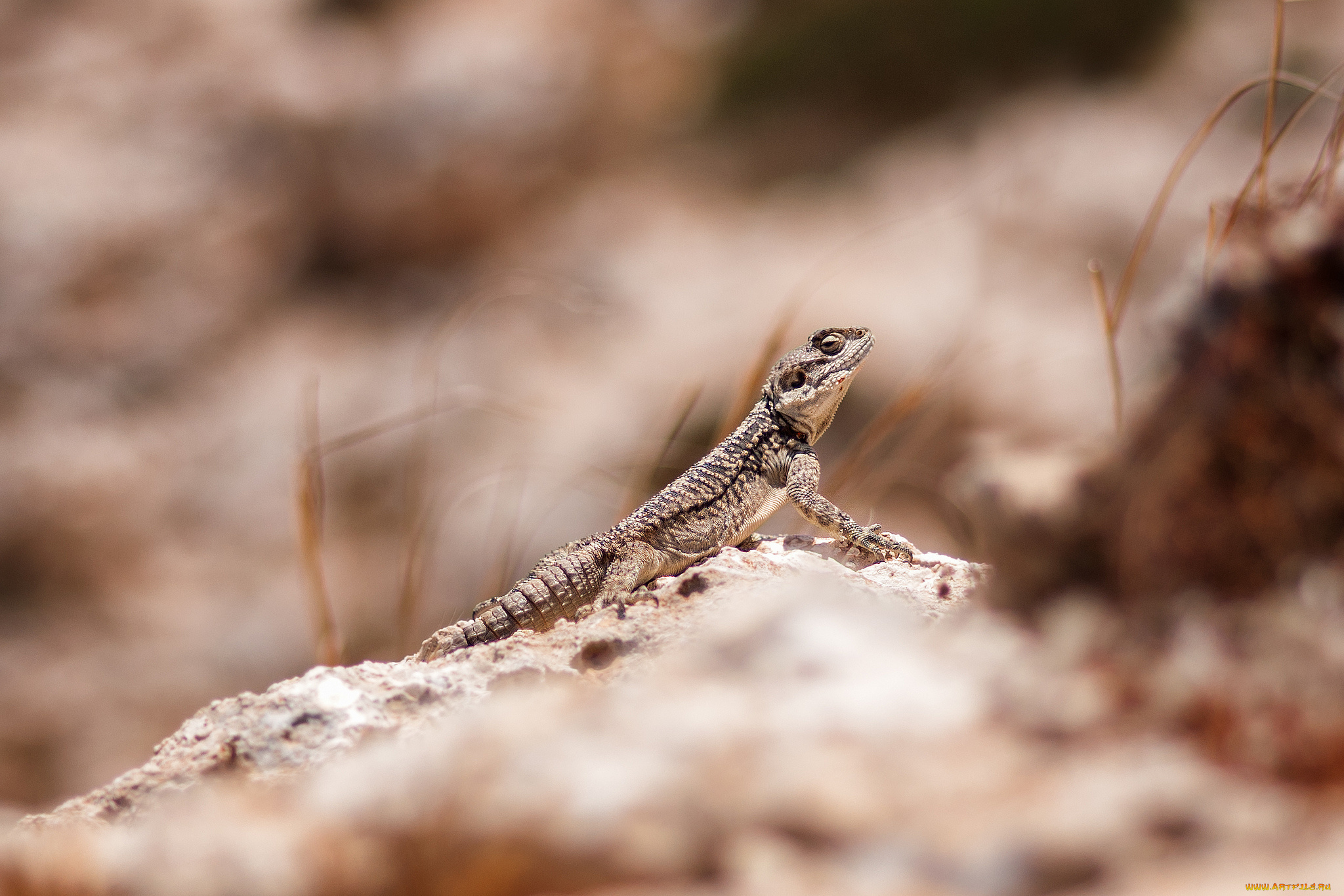 животные, Ящерицы, , игуаны, , вараны, маскировка, трава, камни, ящерица, животное, рептилия