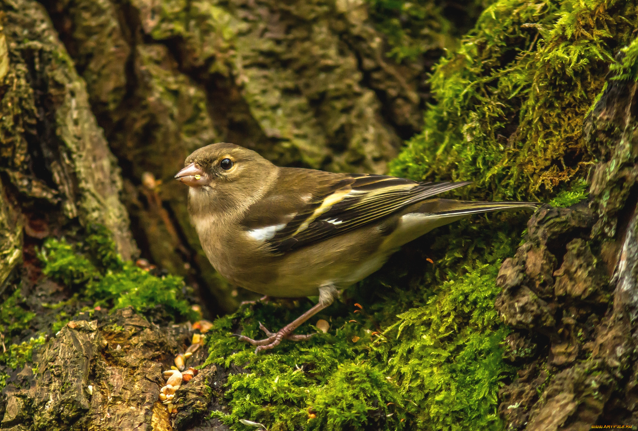 животные, щеглы, , чижи, птичка