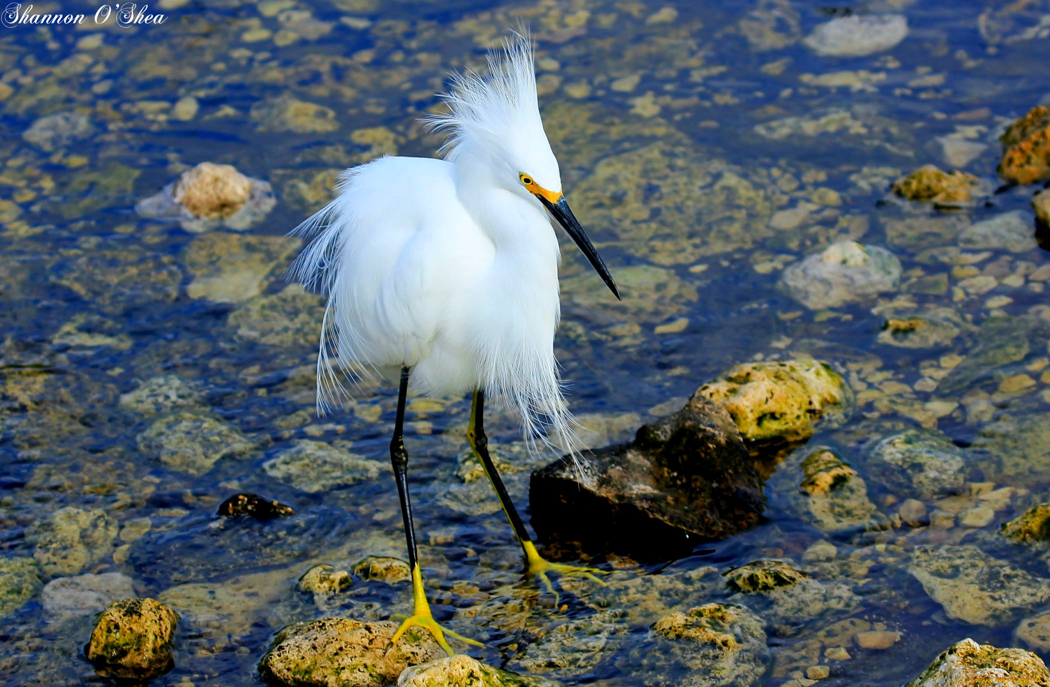 животные, цапли, белая, цапля, камни, озеро