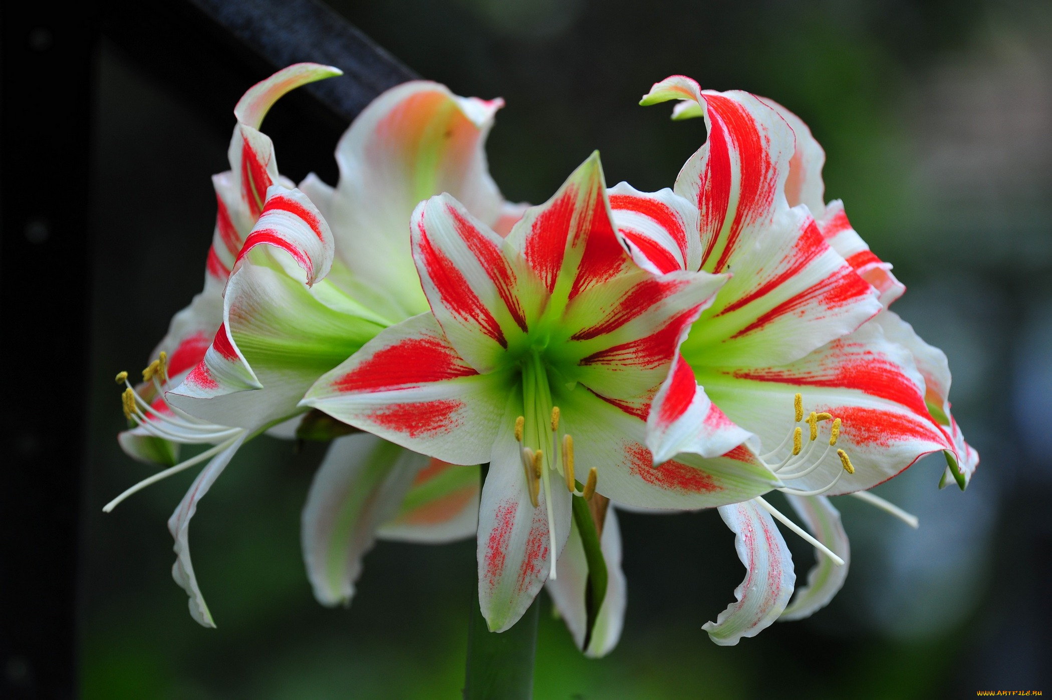 цветы, амариллисы, , гиппеаструмы, амариллиса, бело, розовая