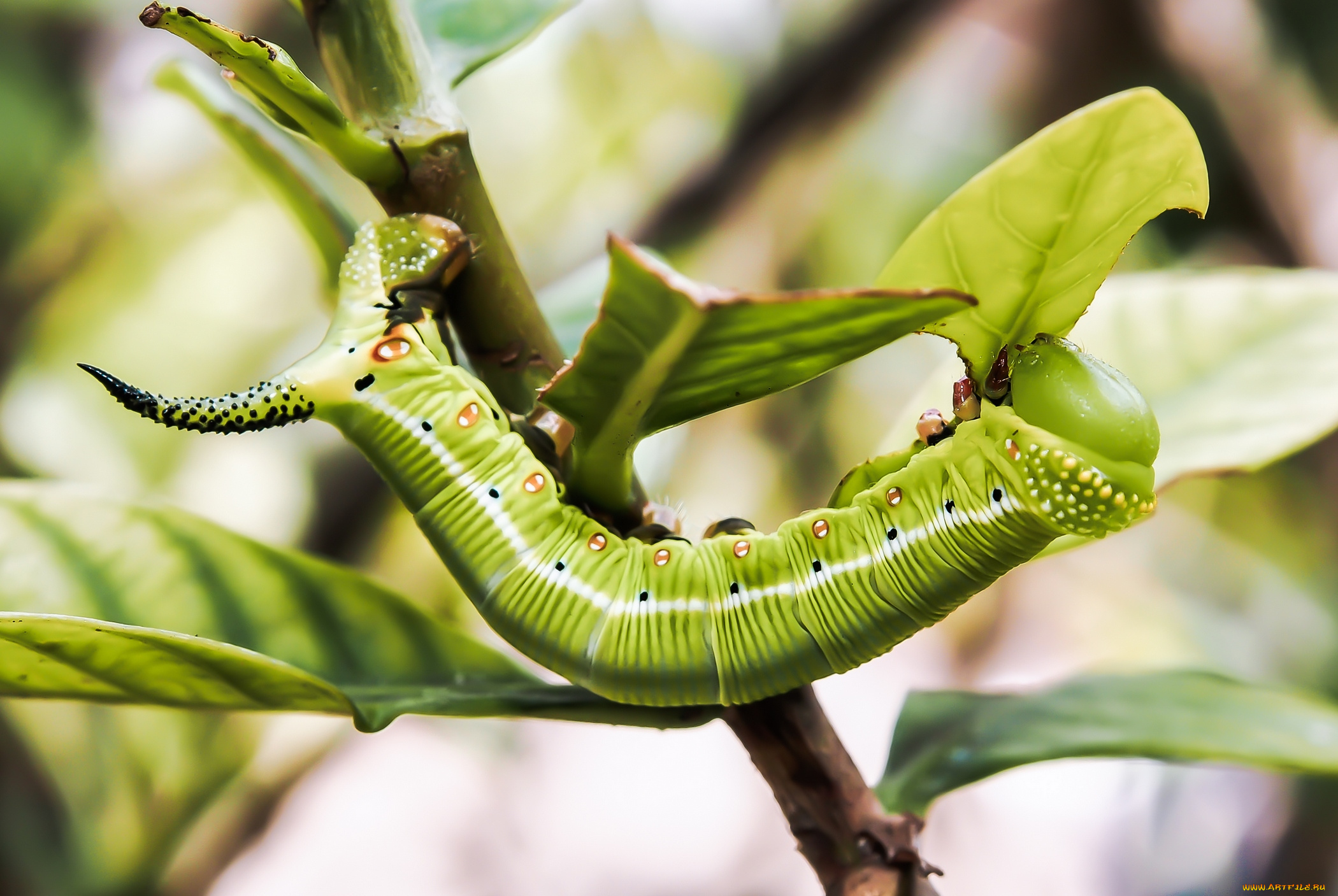 животные, гусеницы, гусеница, листья, ветка