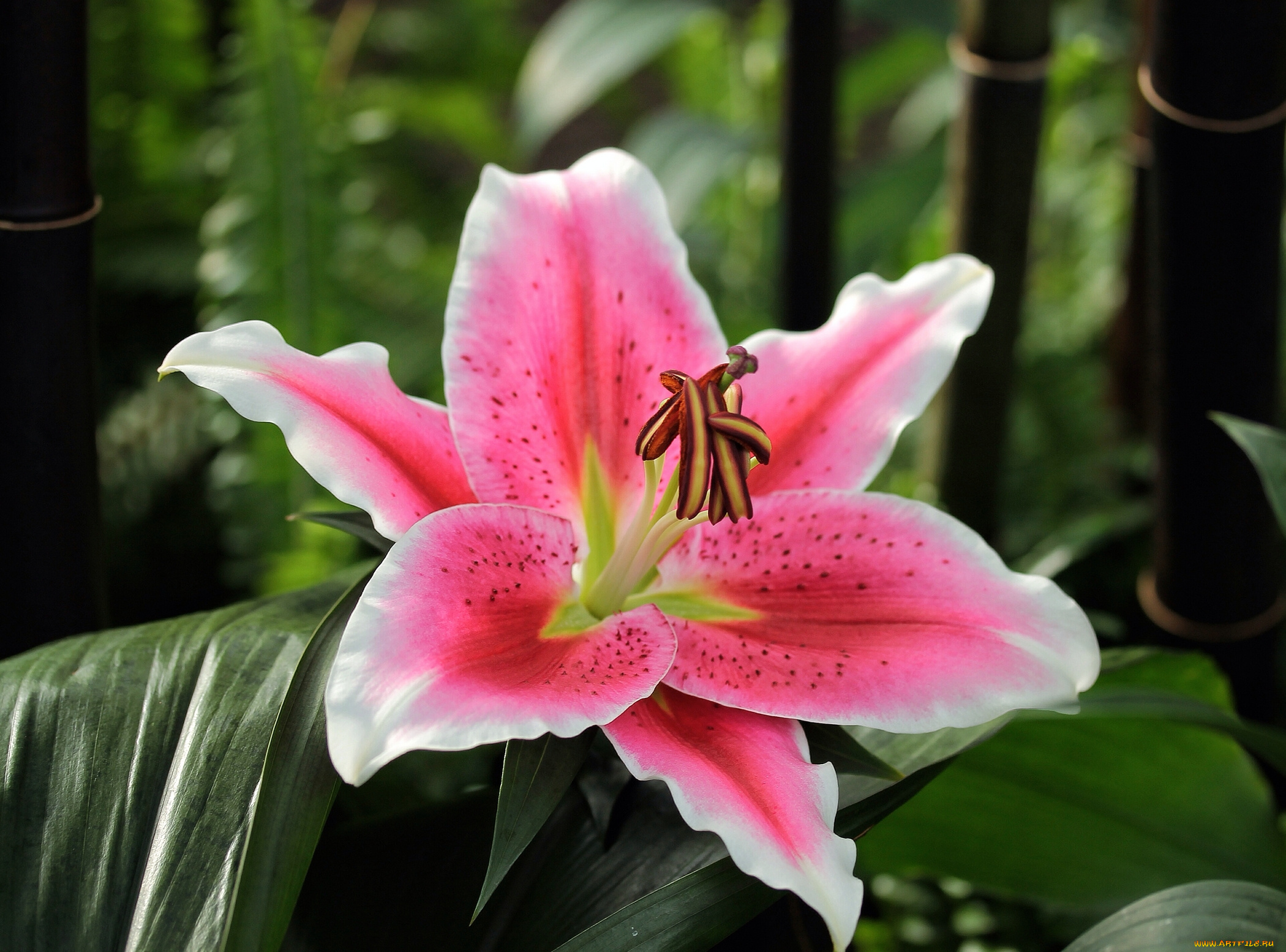 цветы, лилии, , лилейники, розово, белая, листья, лилия